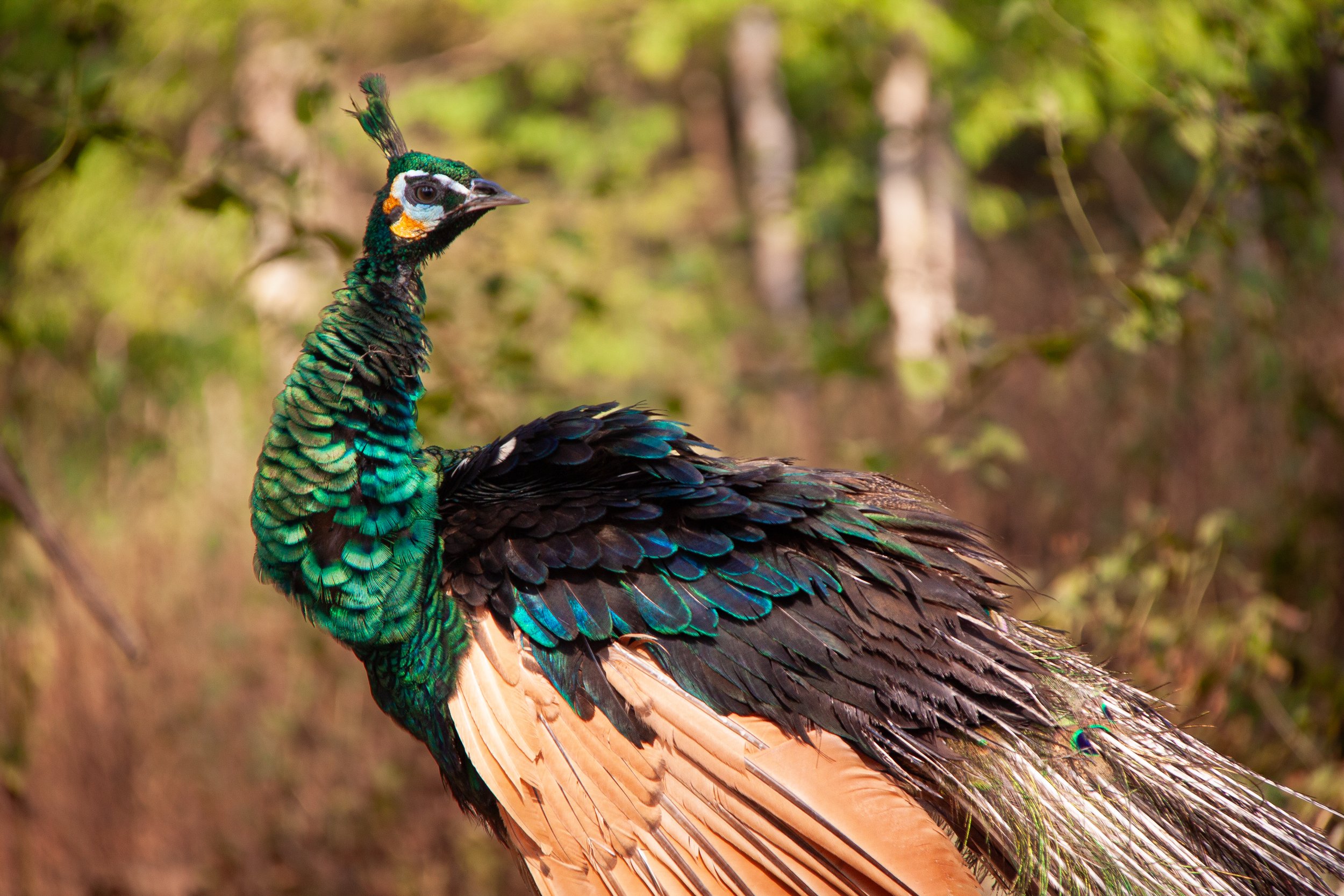 A Green Peafowl (Pavo muticus) ♂ in Cát Tiên National Park, Vietnam.