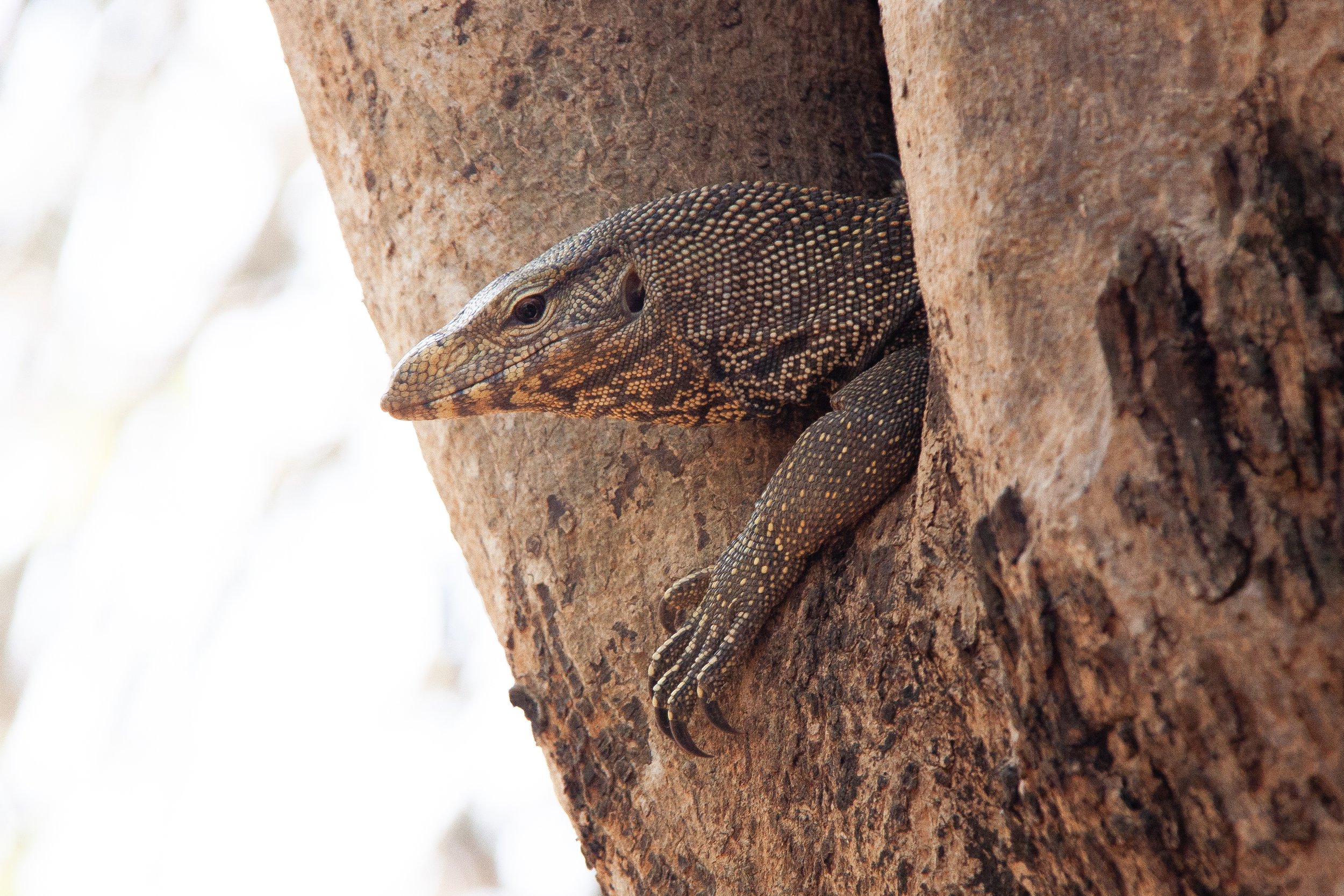 A Clouded Monitor (Varanus nebulosus) in Cát Tiên National Park, Vietnam.