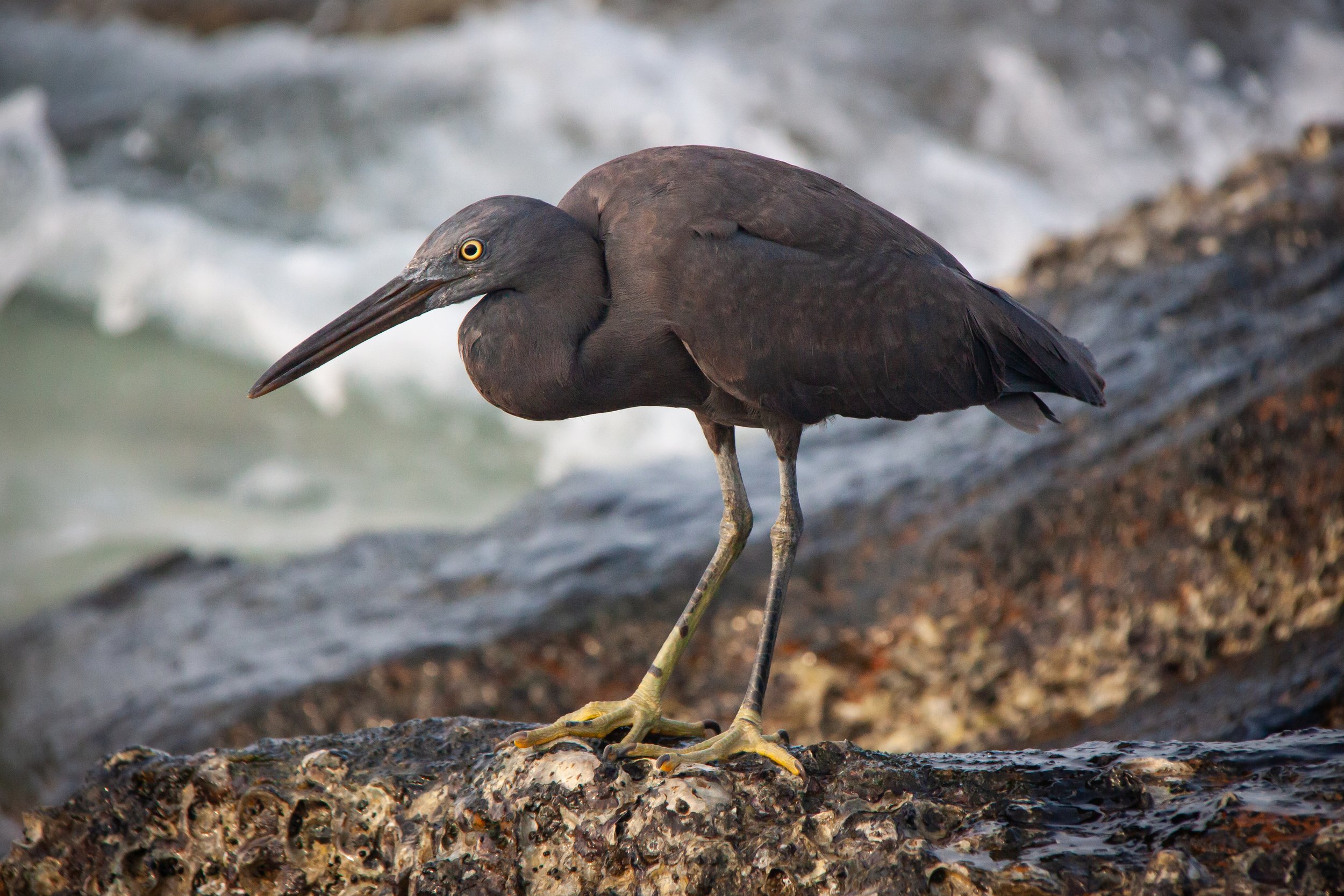A Pacific Reef Heron (Egretta sacra) in Koh Samet, Thailand.