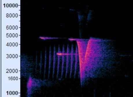 Pilotbird Mimicry Spectrogram