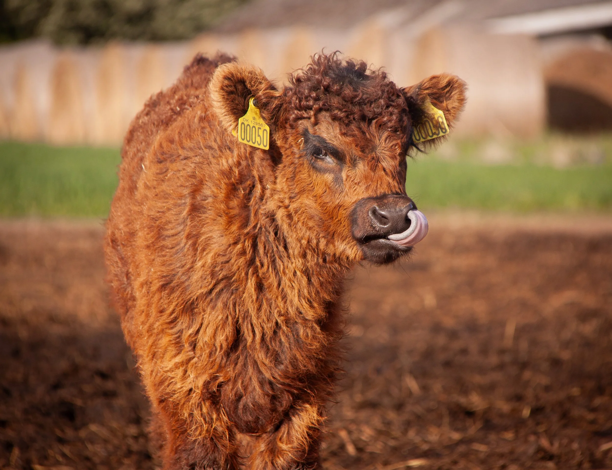 Domestic Cattle (Bos taurus) in Nørholm, Denmark.
