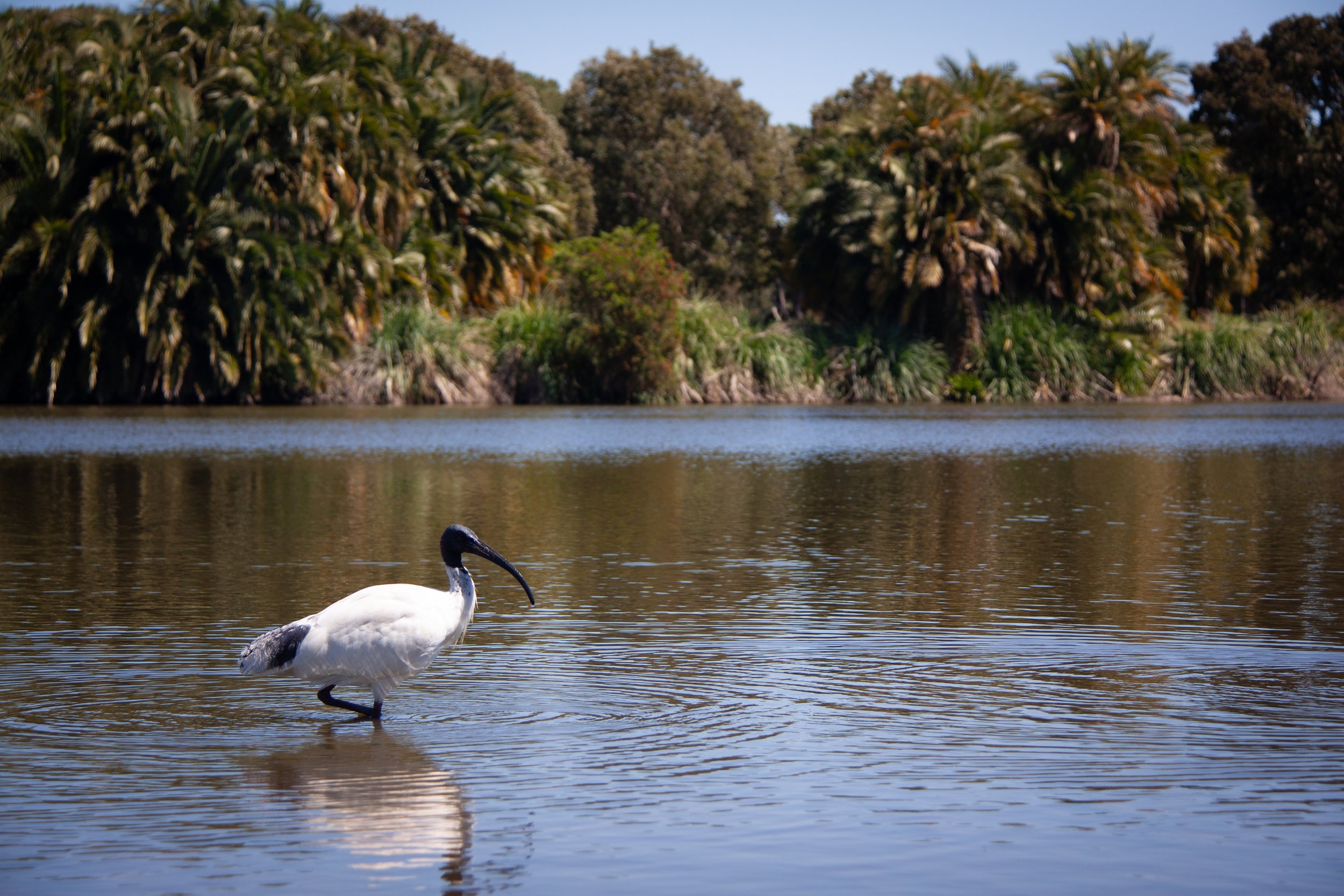 An Australian White Ibis (Threskiornis moluccus) — looks a lot like the sacred ibis of Africa.