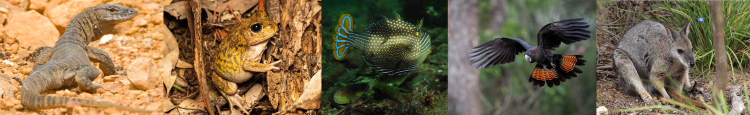 Kangaroo Island Dunnart — Curious Species