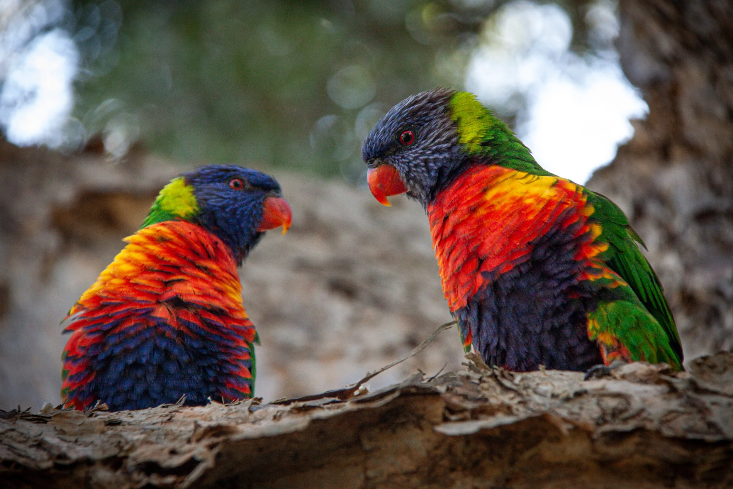 Rainbow Lorikeets (Trichoglossus moluccanus) — form (mostly) monogamous pairs, sometimes for life.