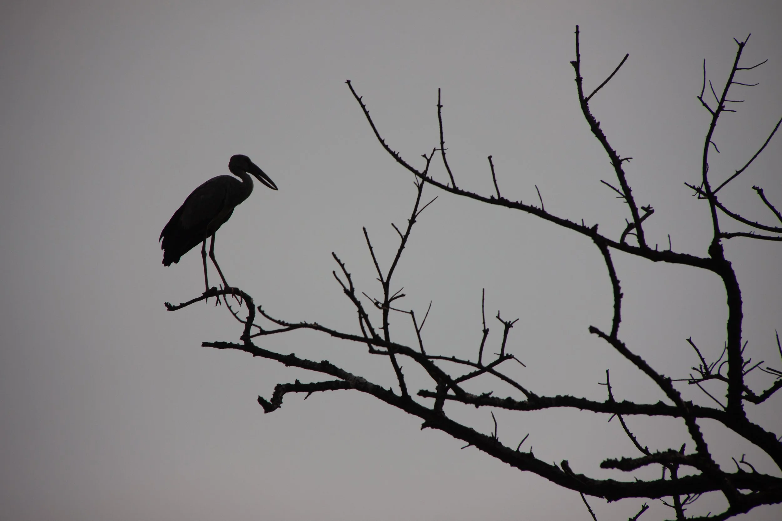 IMG_4019 2.jpg