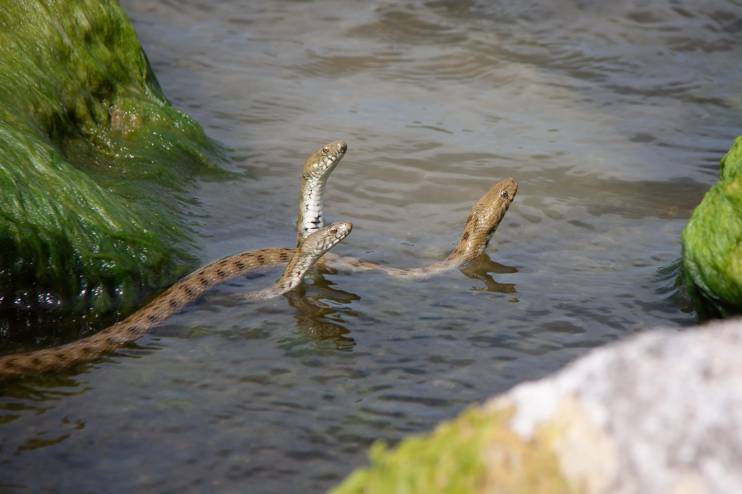 Tessellated Water Snakes (Natrix tessellata) in Lake Balaton, Hungary.