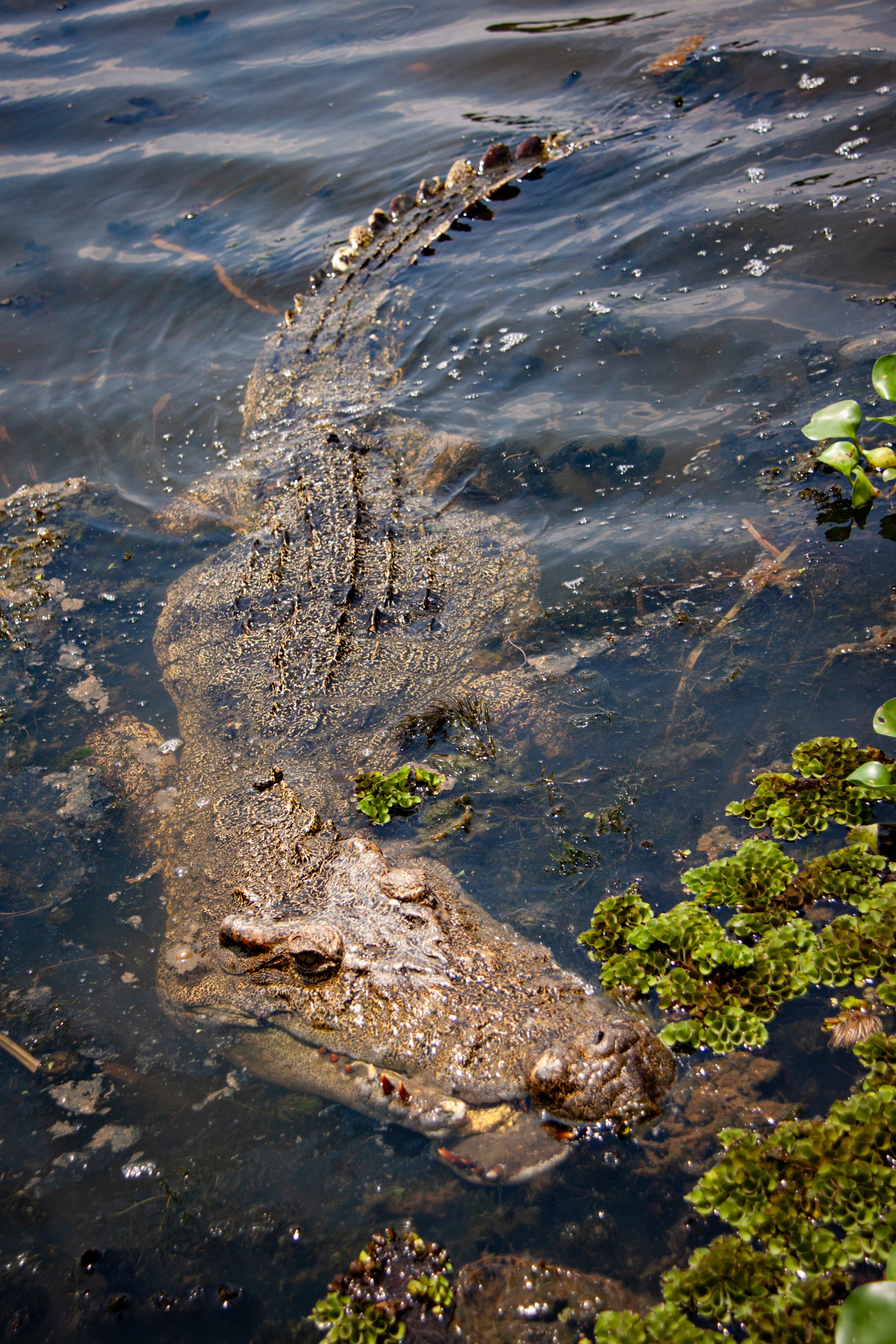 A Siamese Crocodile (Crocodylus siamensis) in Cát Tiên National Park, Vietnam.