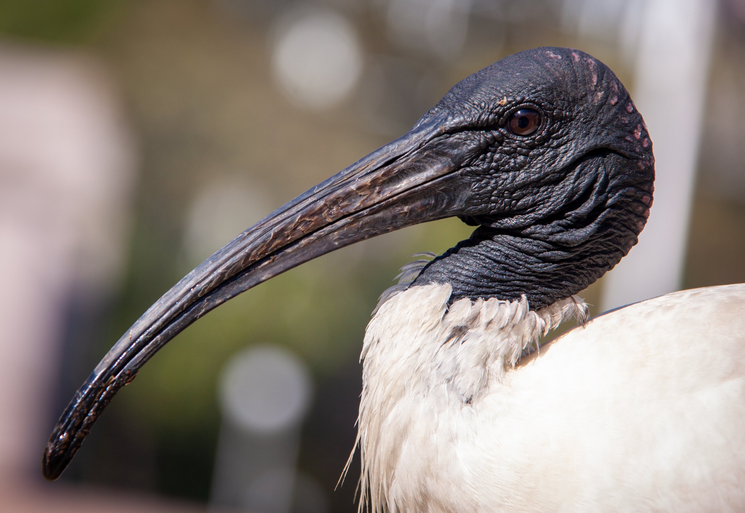 An Australian White Ibis (Threskiornis moluccus) — also known as a 'bin chicken'.