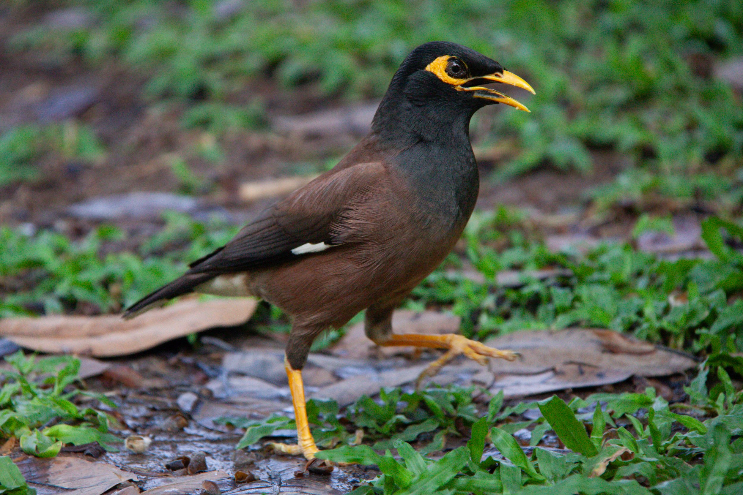 A Common Myna (Acridotheres tristis) in Bangkok, Thailand.