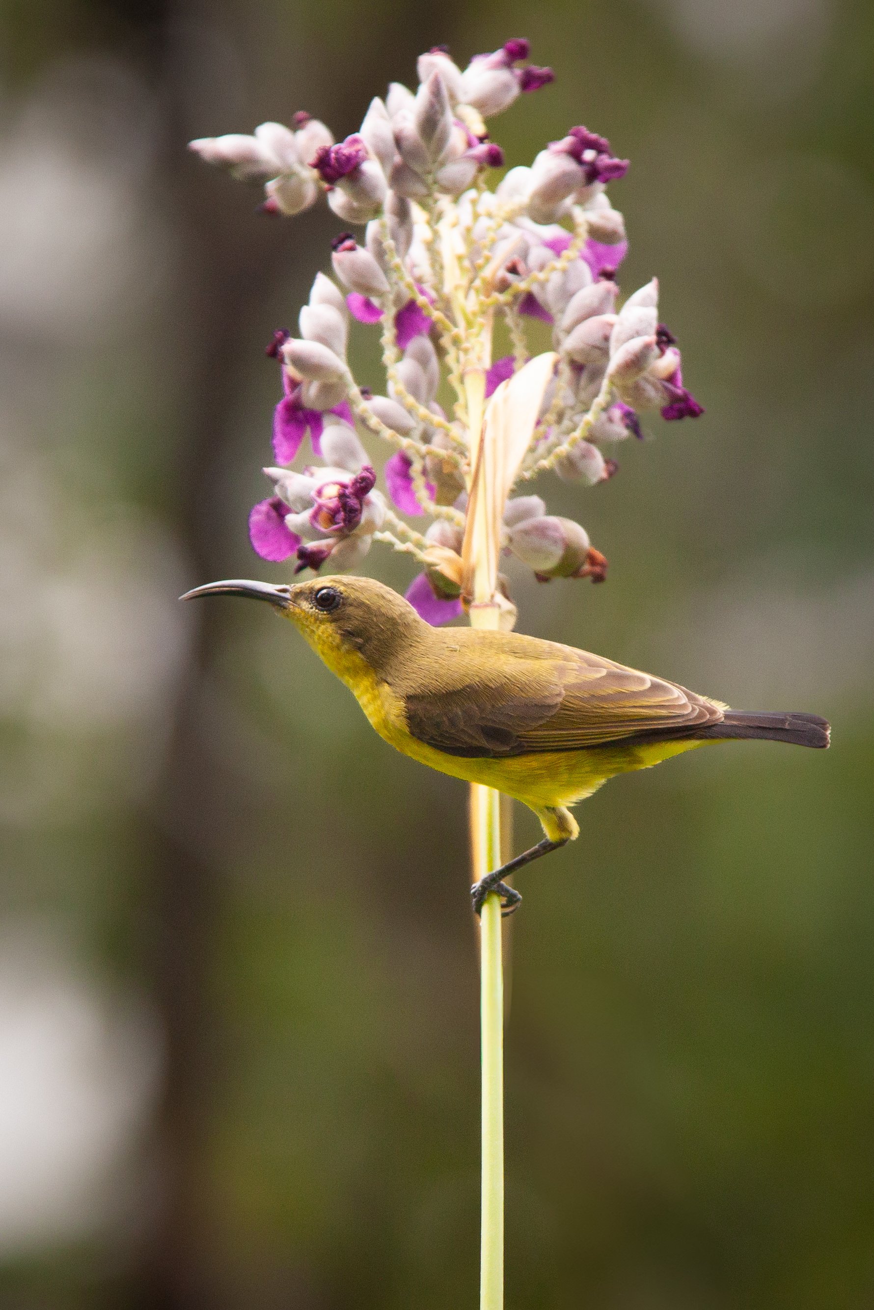 An Ornate Sunbird (Cinnyris ornatus) ♀ in Bangkok, Thailand.