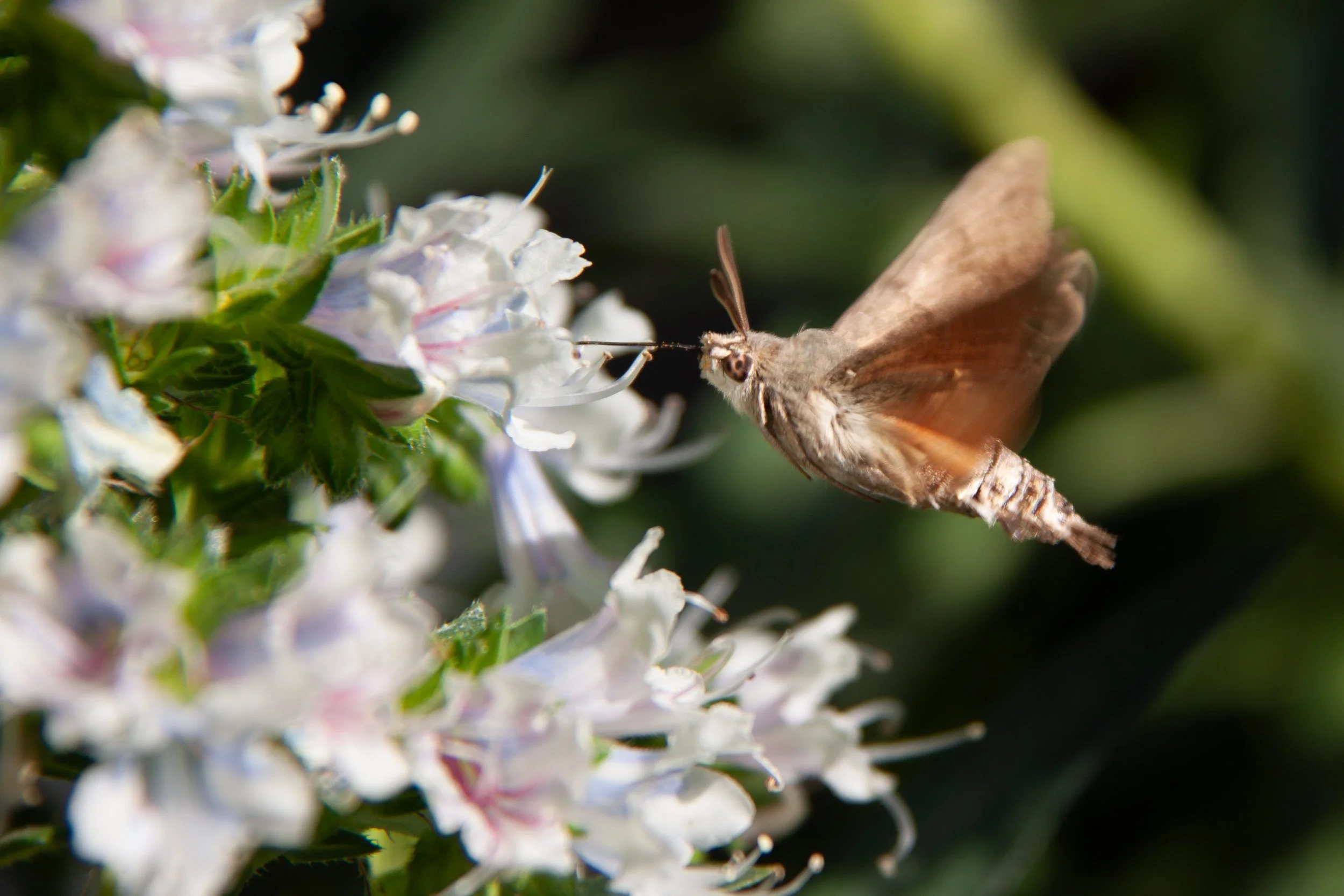 A Hummingbird Hawk-Moth (Macroglossum stellatarum) in Barcelona, Spain.