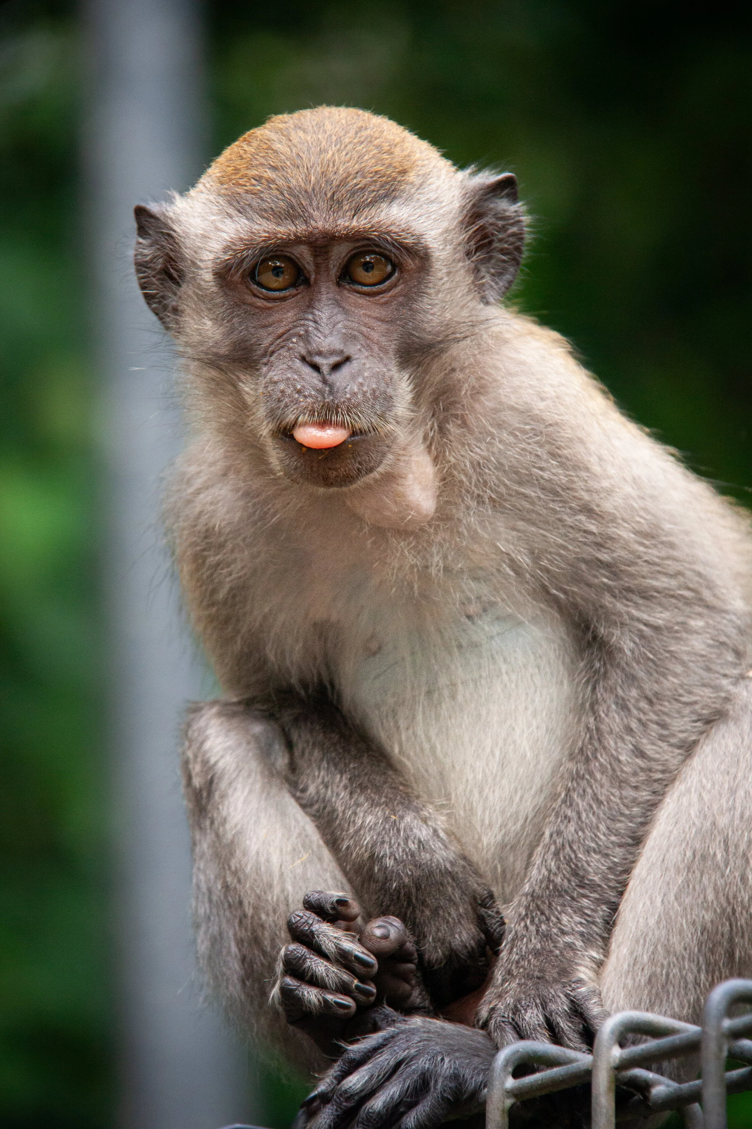 A Long-tailed Macaques (Macaca fascicularis) in the Bukit Timah Nature Reserve, Singapore.
