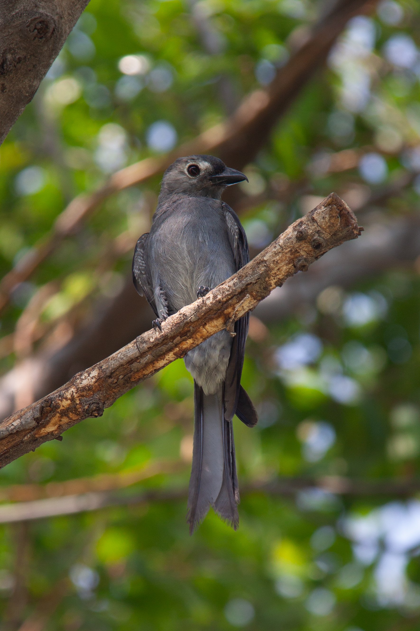 An Ashy Drongo (Dicrurus leucophaeus) in Bangkok, Thailand.