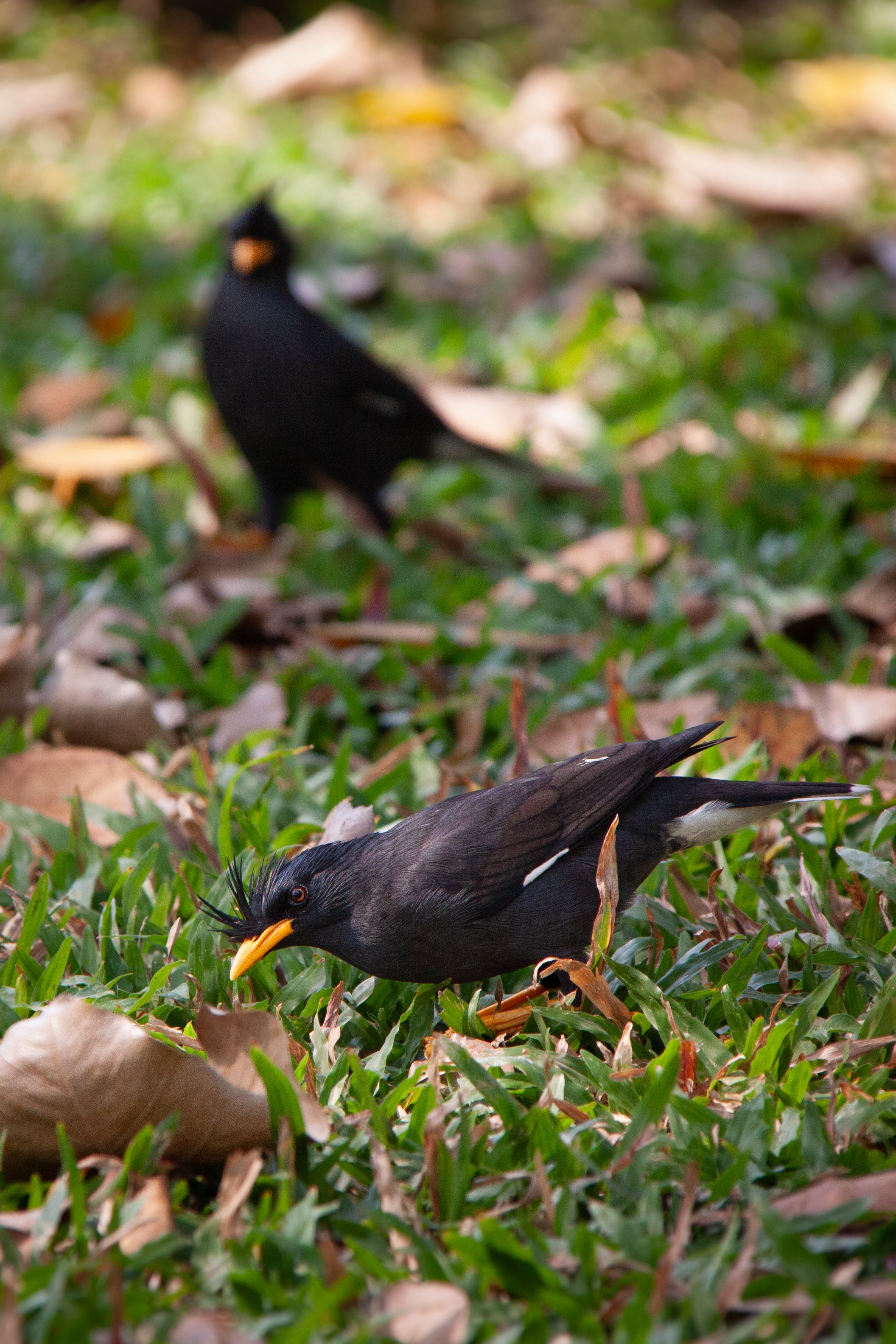 A pair of Great Mynas (Acridotheres grandis) in Bangkok, Thailand.