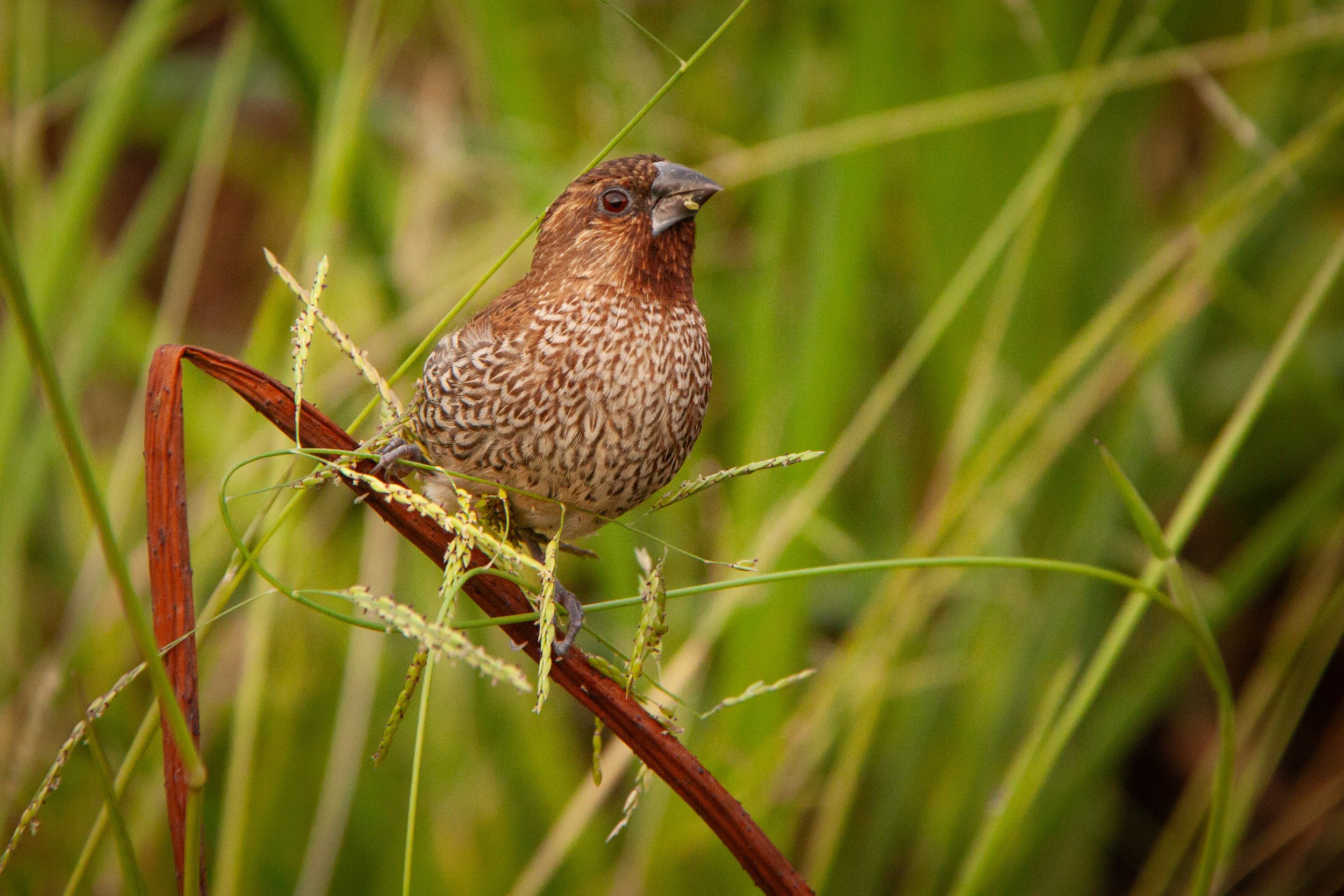 A Scaly-breasted Munia (Lonchura punctulata) in Bangkok, Thailand.