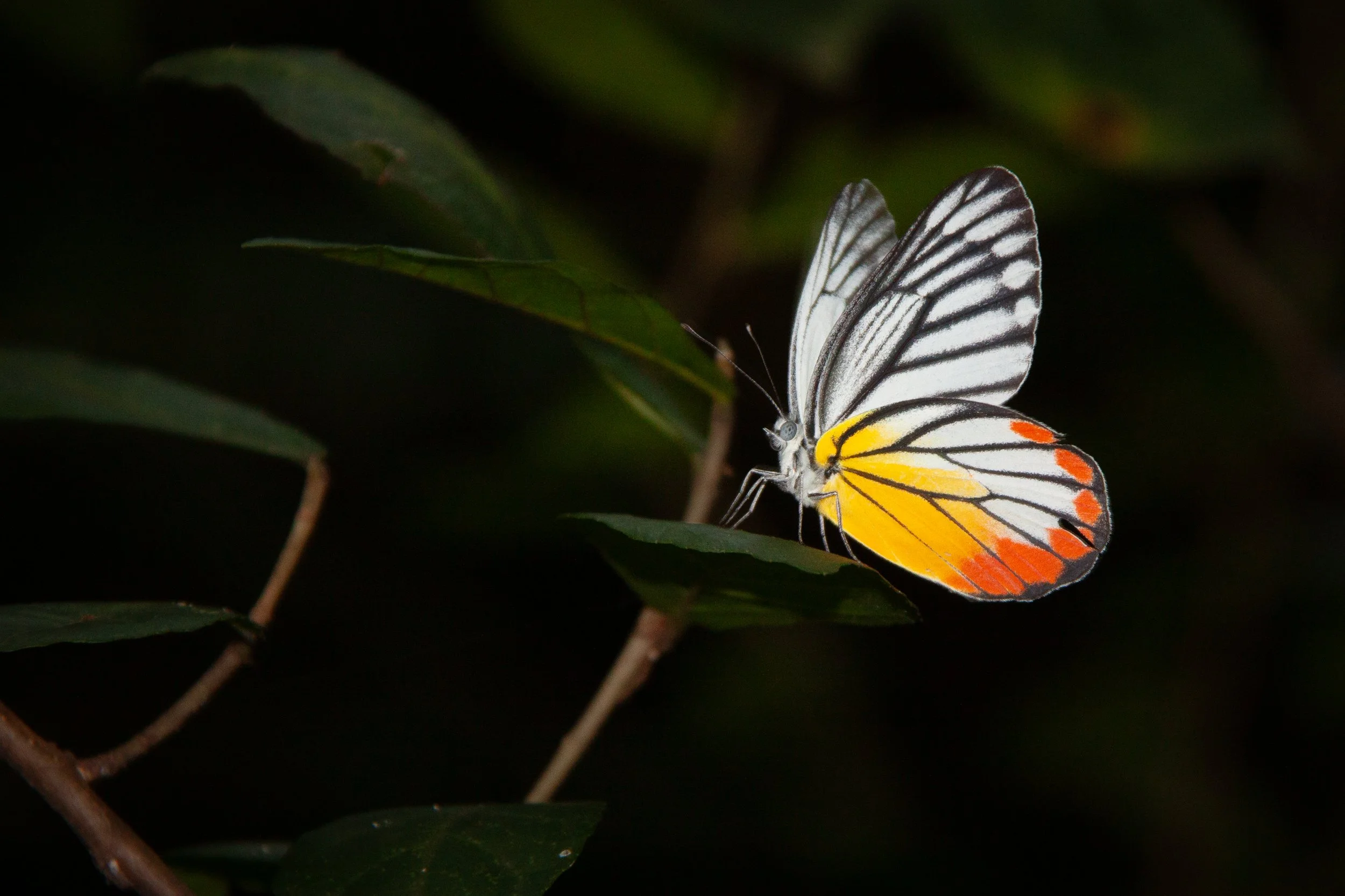 A Painted Jezebel (Delias hyparete) — is bright yellow with black spots as a pupa.