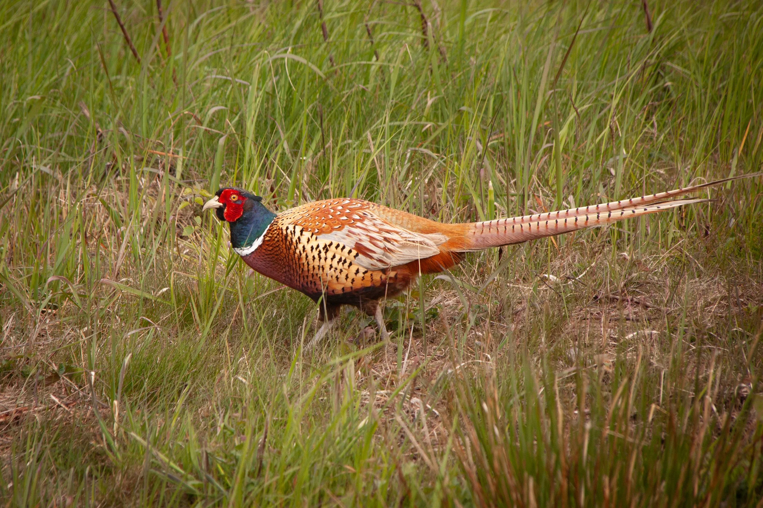 A Common Pheasant (Phasianus colchicus) in Lille Vildmose, Denmark.