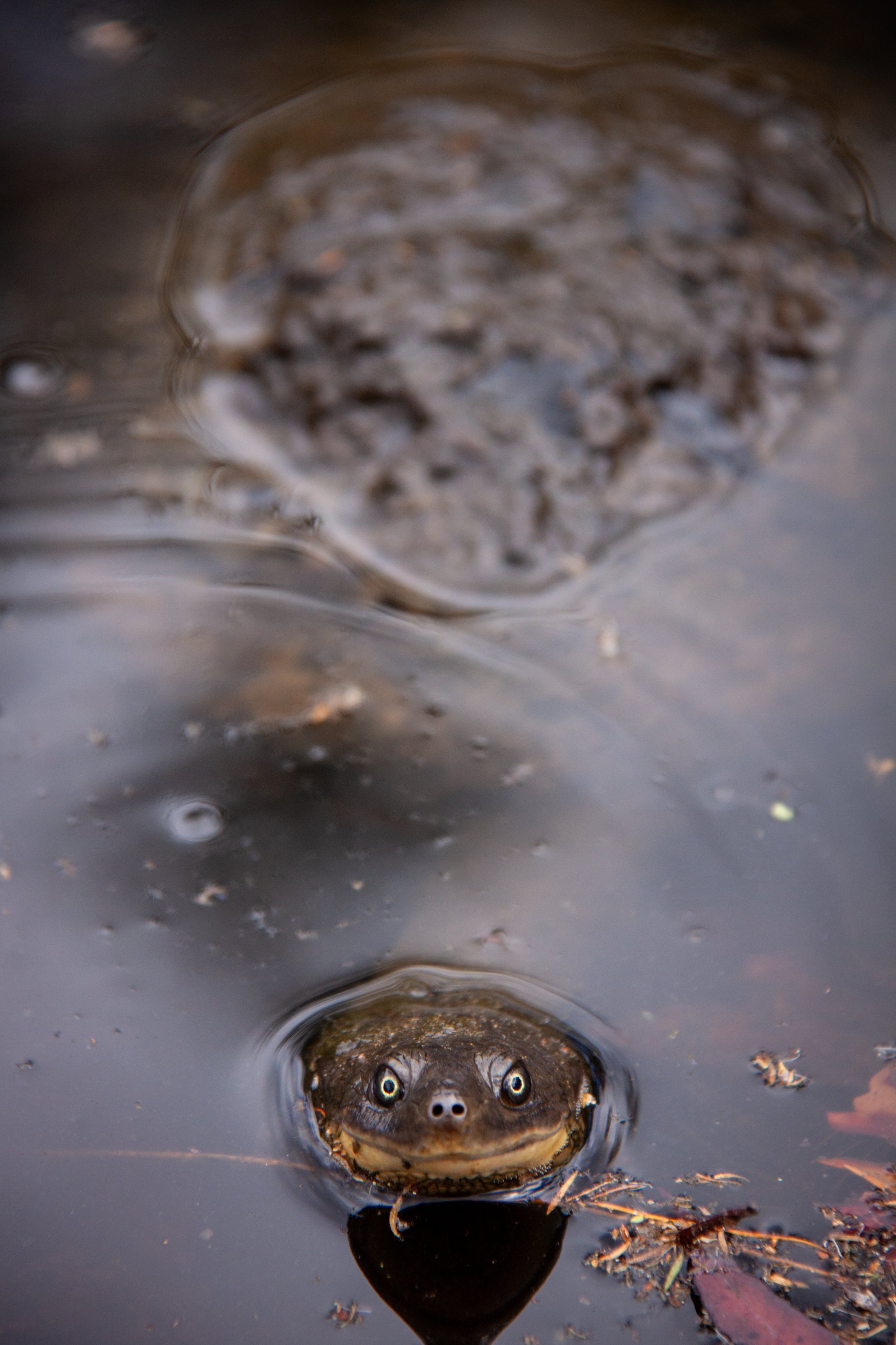 An Eastern Snake-necked Turtle (Chelodina longicollis) — with a neck around 60% the length of its carapace.