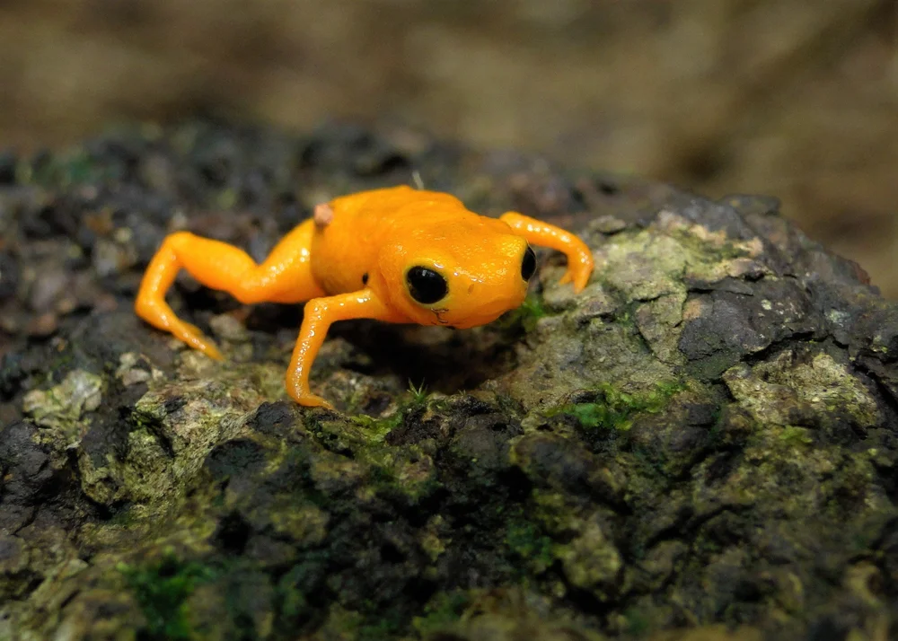 Toadlet Pumpkin Toadlet — Curious Species