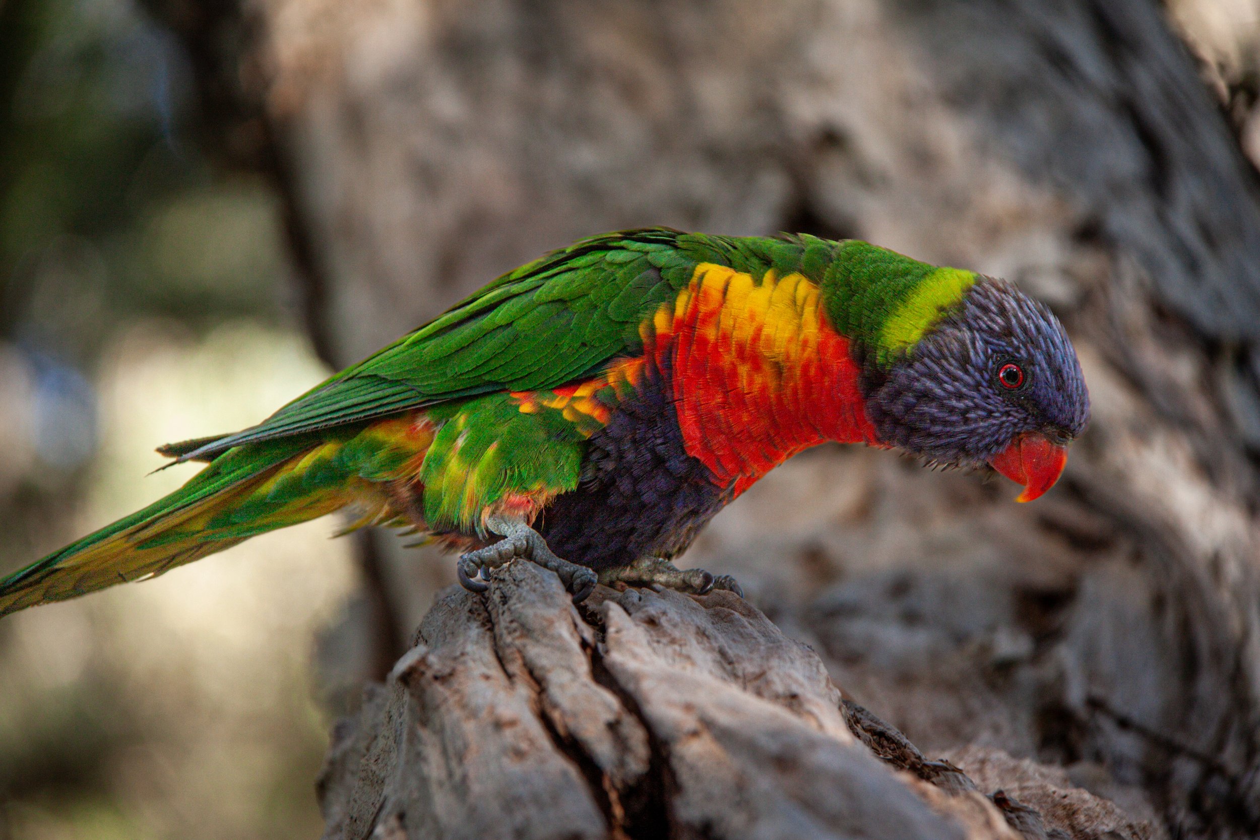 A Rainbow Lorikeet (Trichoglossus moluccanus) — has a bristly "brush" tongue for collecting pollen and nectar.