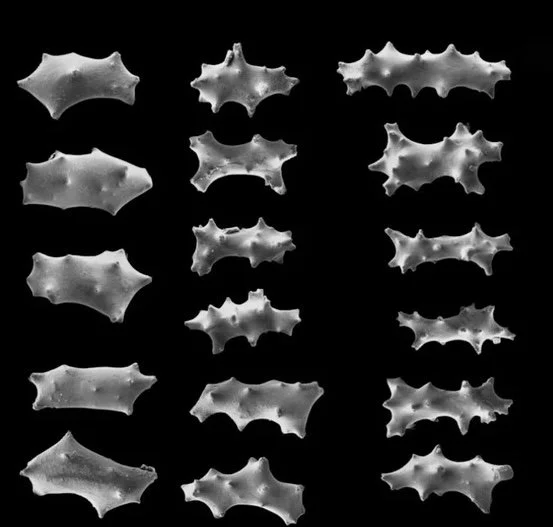 Sclerite Shapes