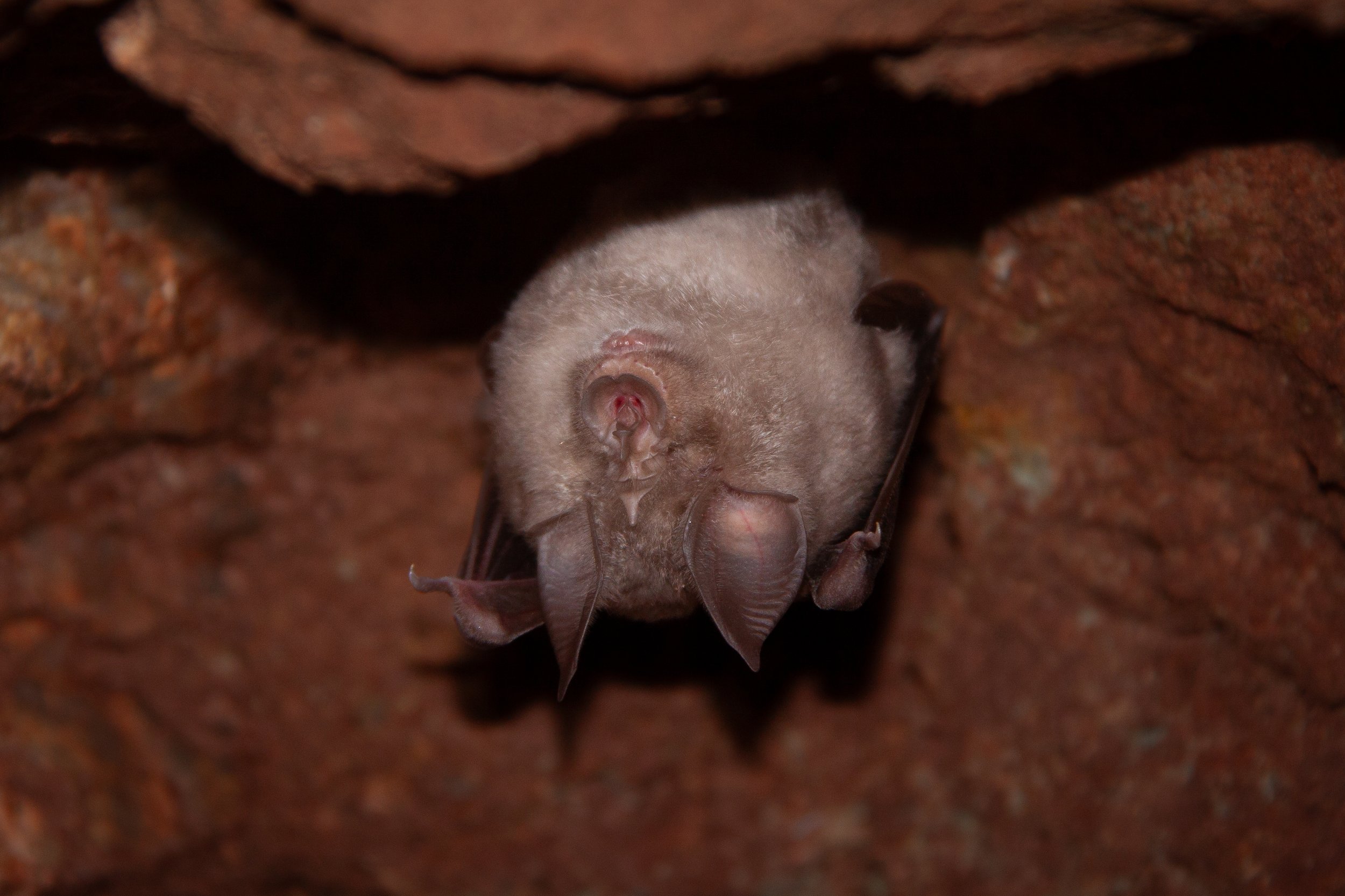 A Greater Horseshoe Bat (Rhinolophus ferrumequinum) in Montseny, Spain.