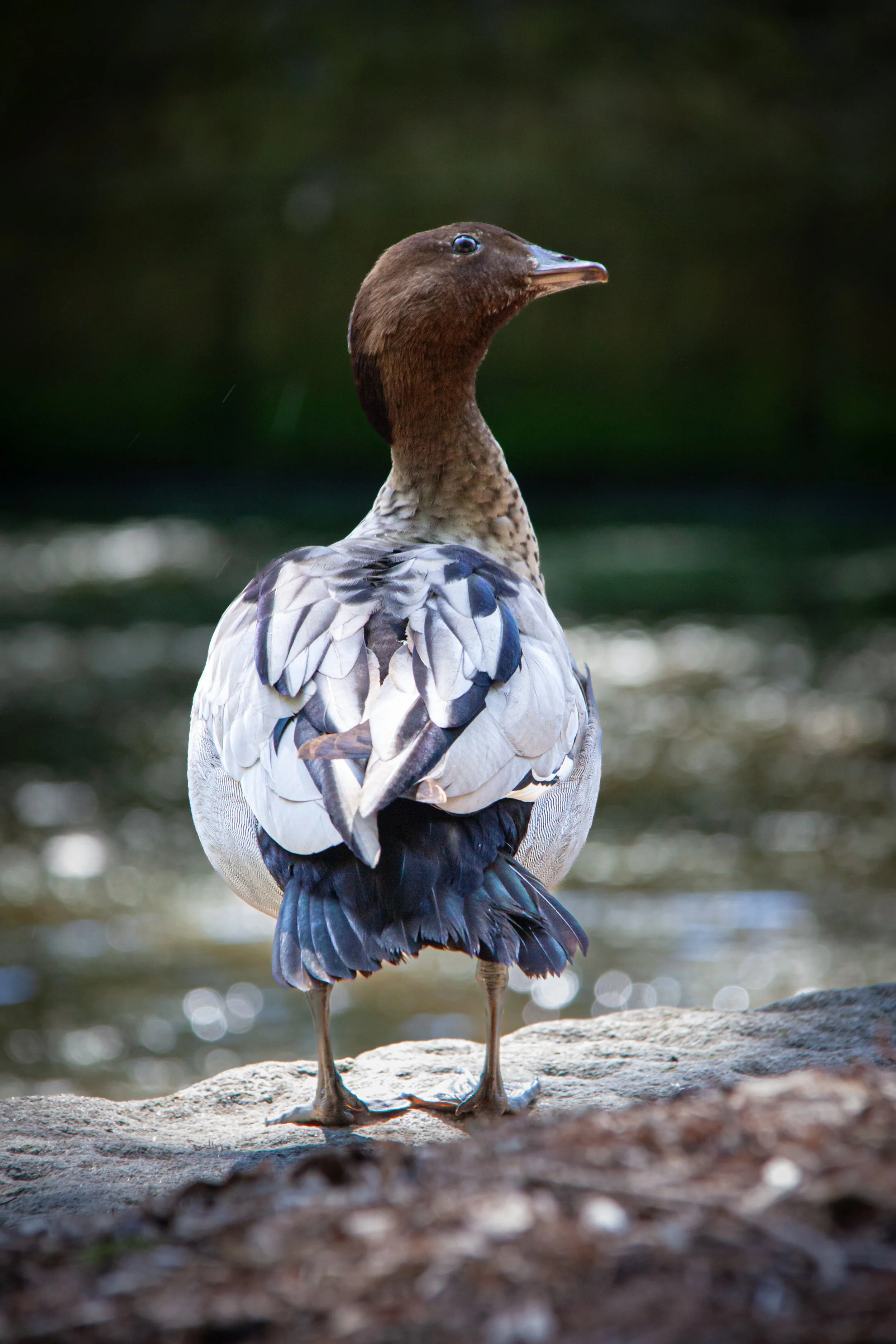 An Australian Wood Duck (Chenonetta jubata) — a native species, commonly seen in urban areas.