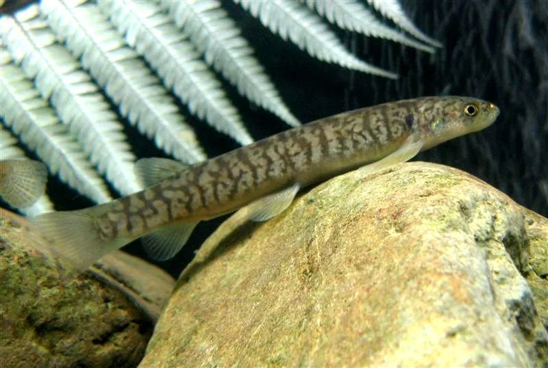 Gollum Galaxias — Curious Species