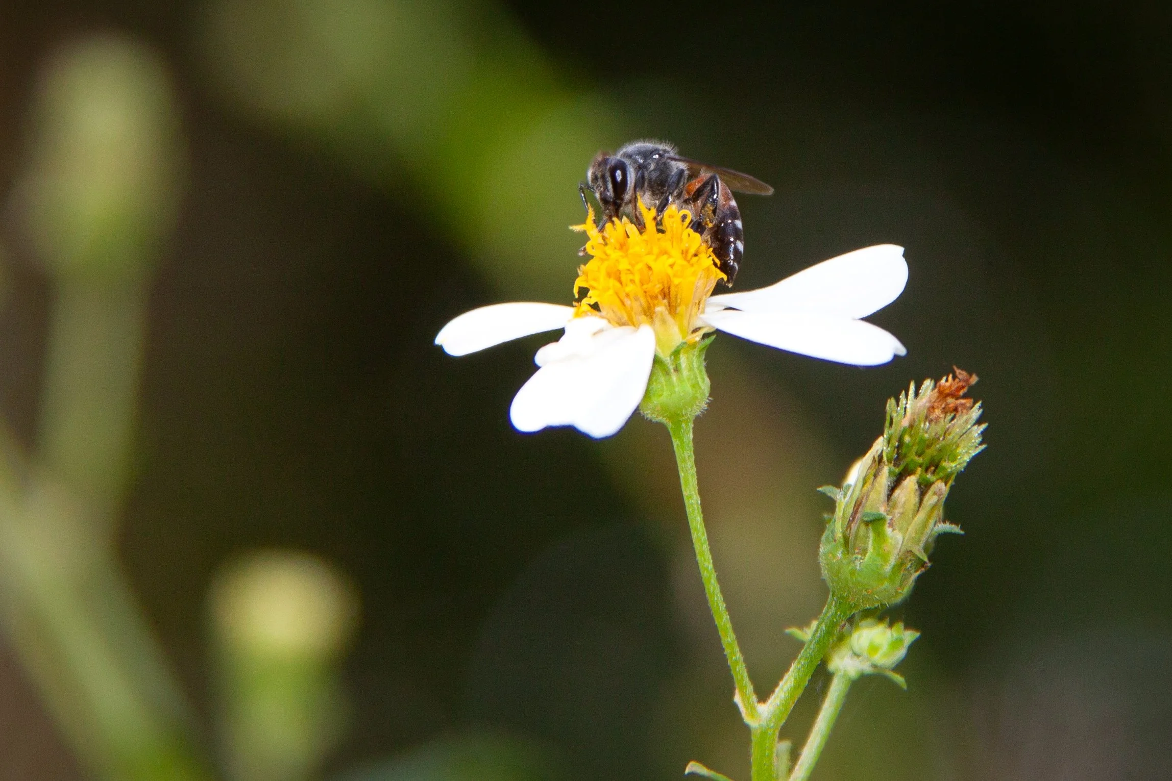 A Red Dwarf Honey Bee (Apis florea) in Bangkok, Thailand.