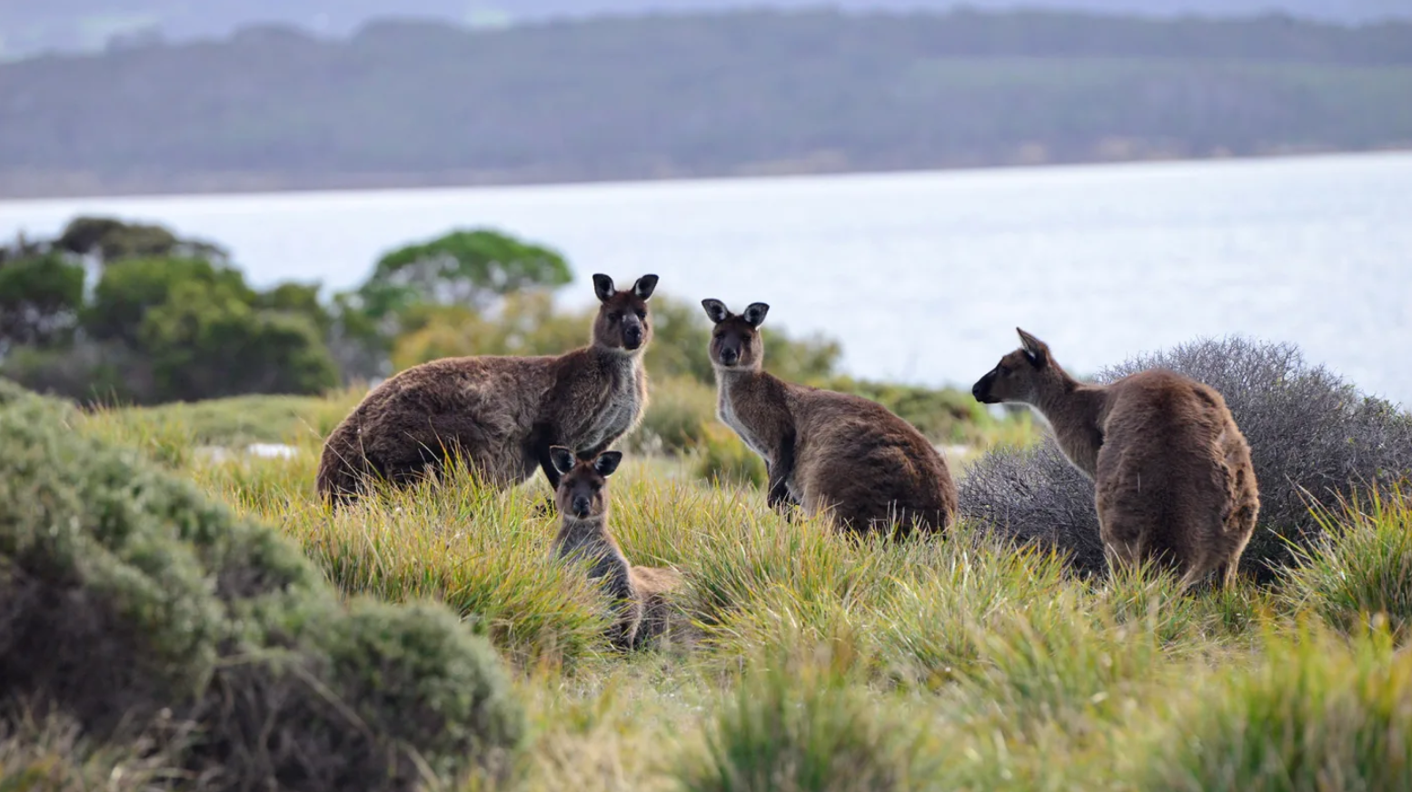 Kangaroo Island Dunnart — Curious Species
