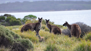 Kangaroo Island Dunnart — Curious Species
