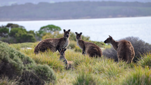 Kangaroo Island Dunnart — Curious Species