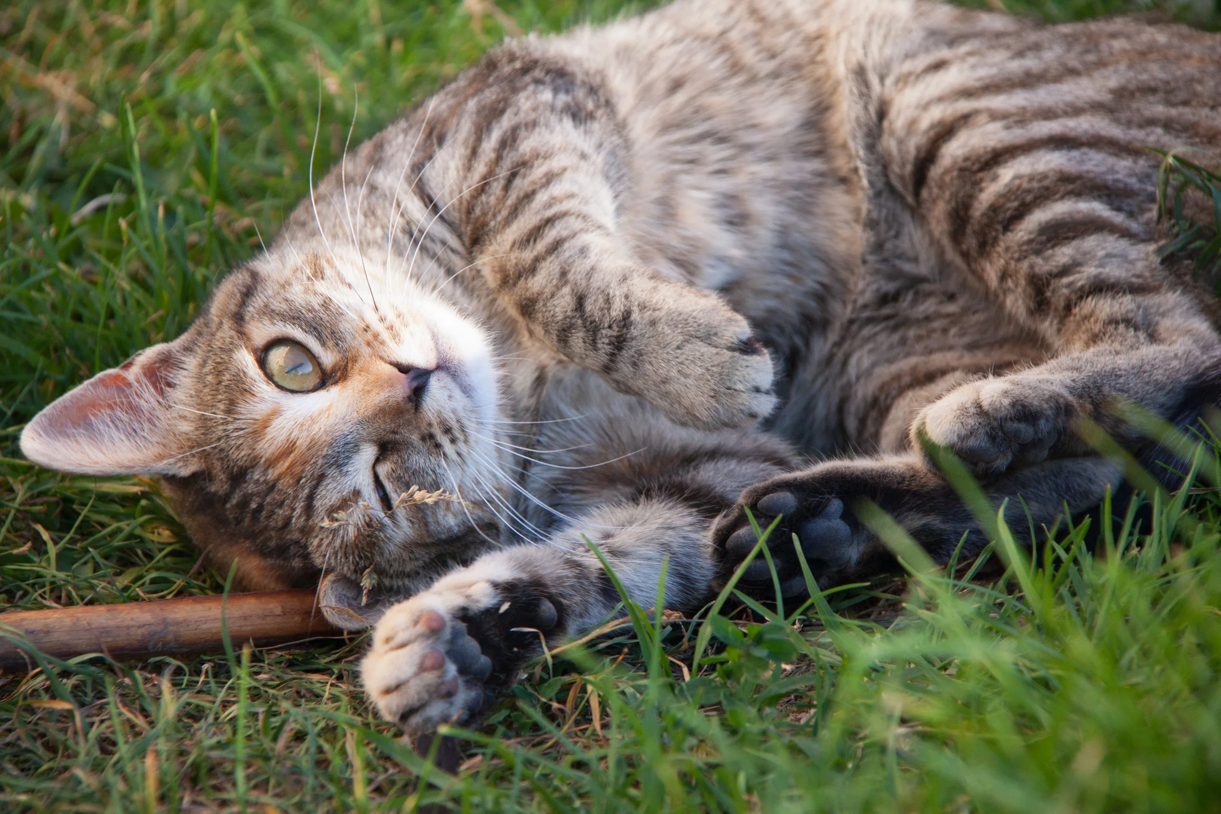 A Cat (Felis catus) — 😉