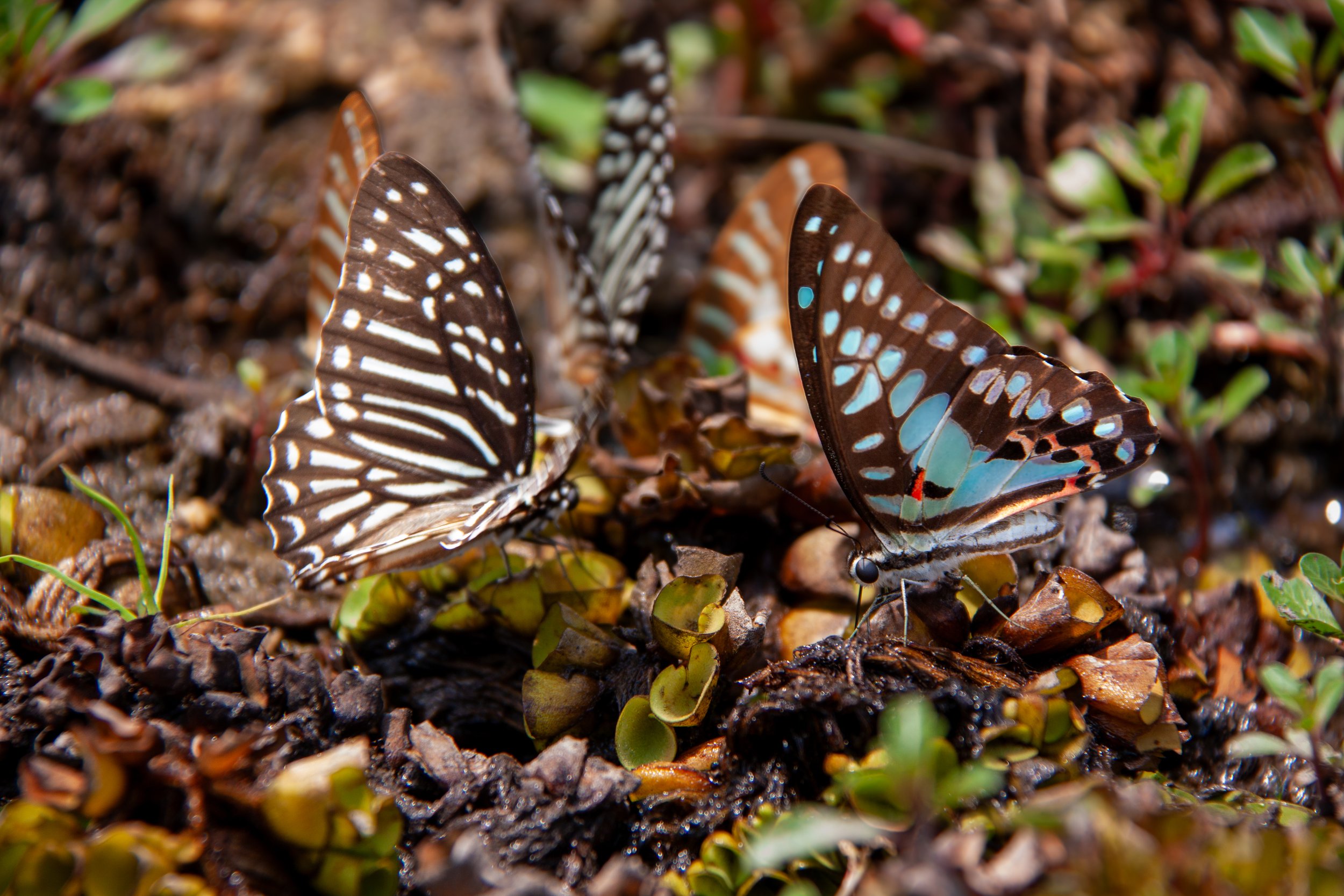 Common Bluebottles (Graphium sarpedon) in Cát Tiên National Park, Vietnam.