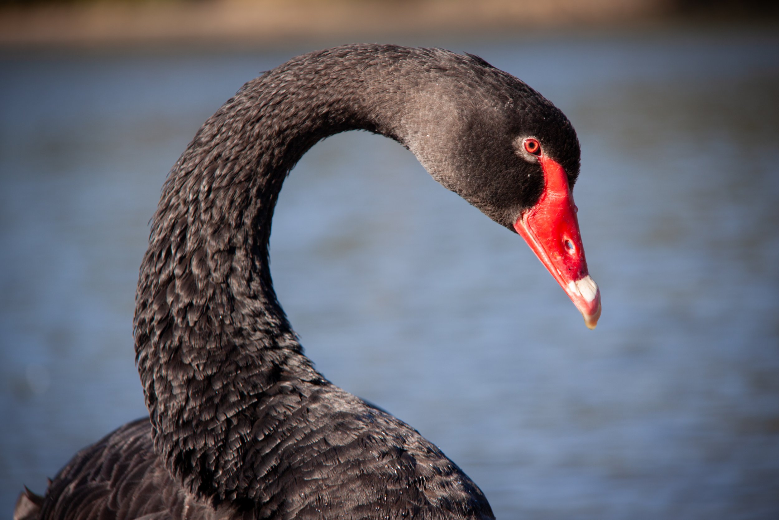 A Black Swan (Cygnus atratus) — the darkest of all swan species.