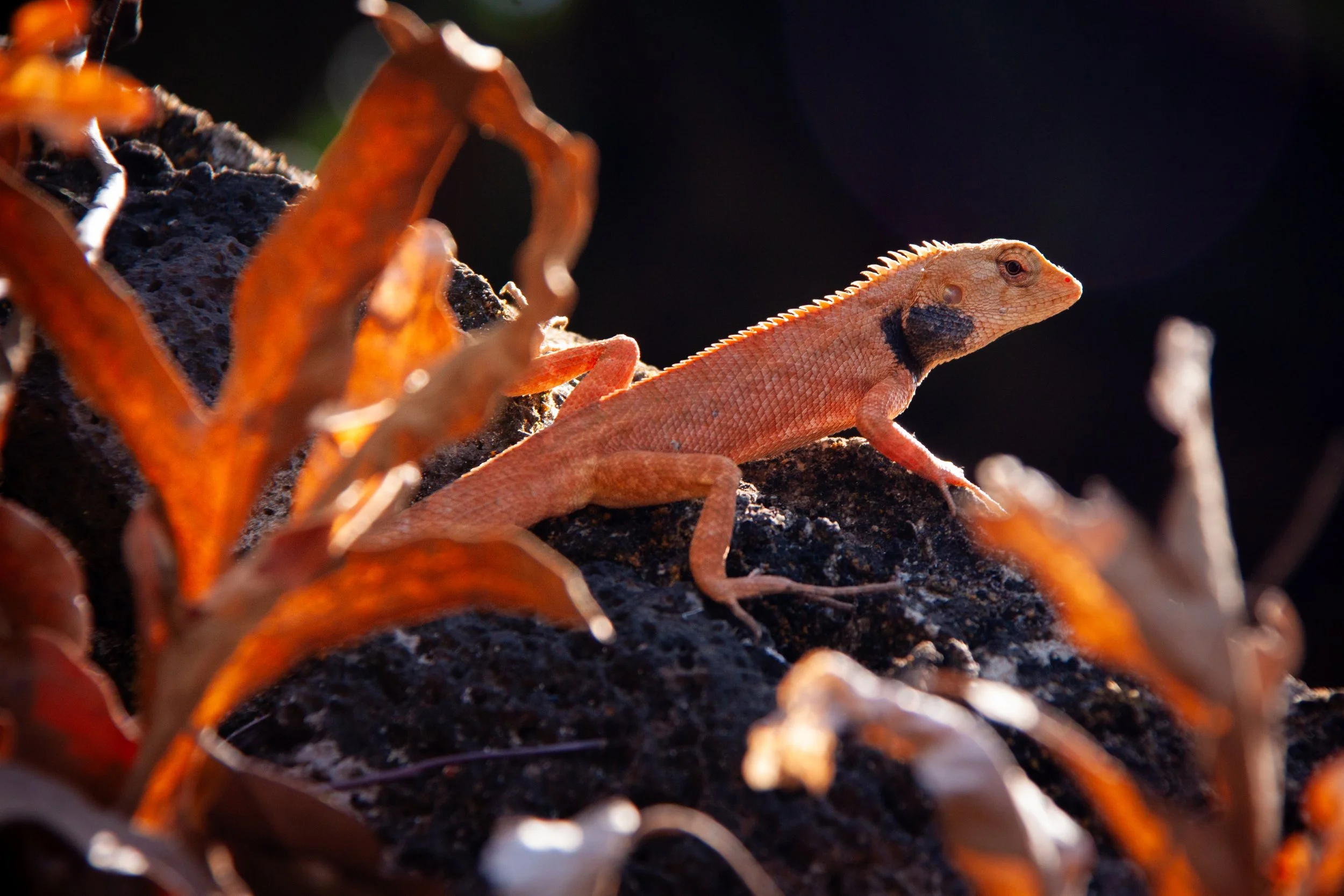 An Oriental Garden Lizard (Calotes versicolor) in Cát Tiên National Park, Vietnam.