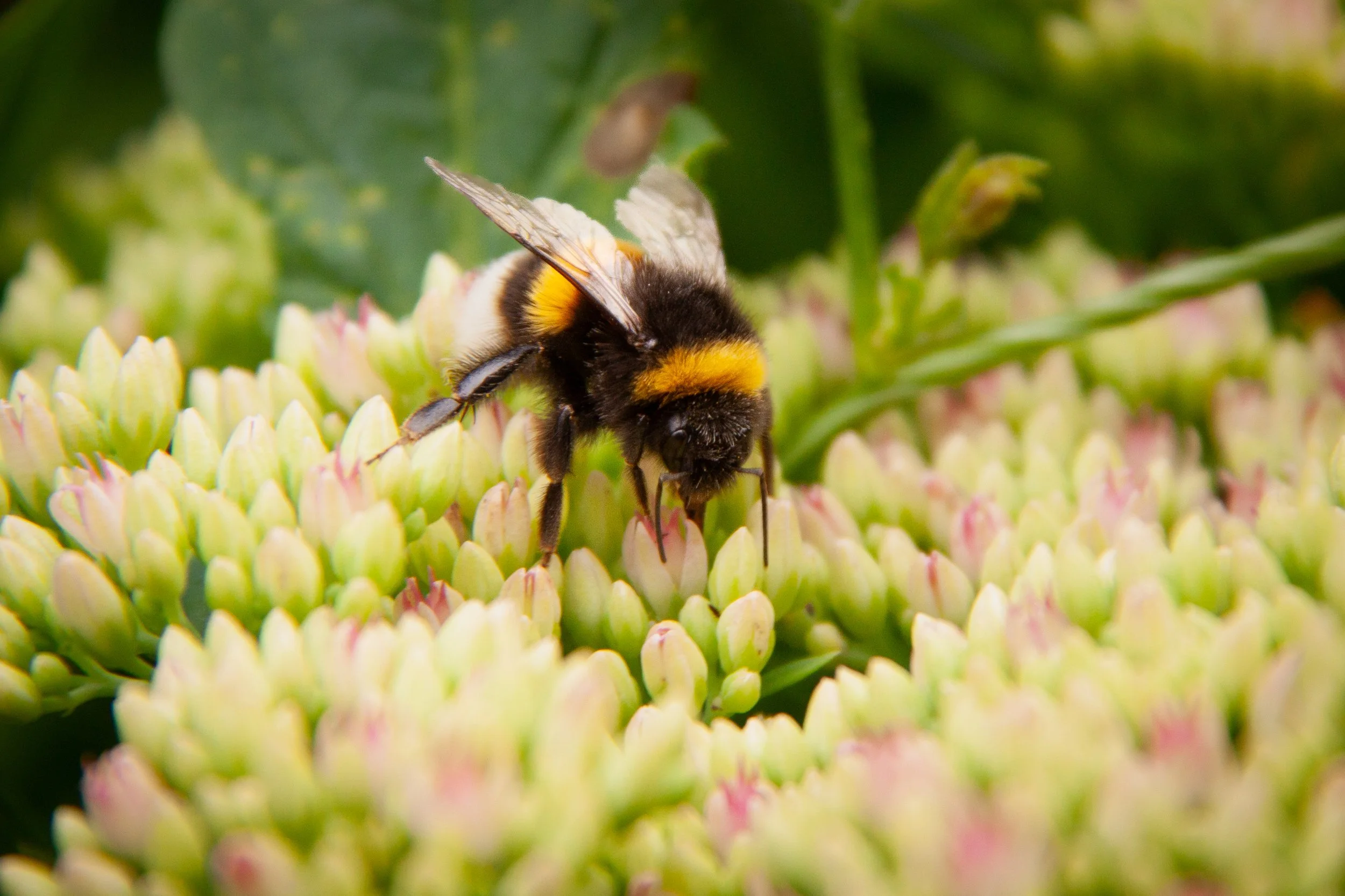 A Buff-tailed Bumble Bee (Bombus terrestris) in Aalborg, Denmark.