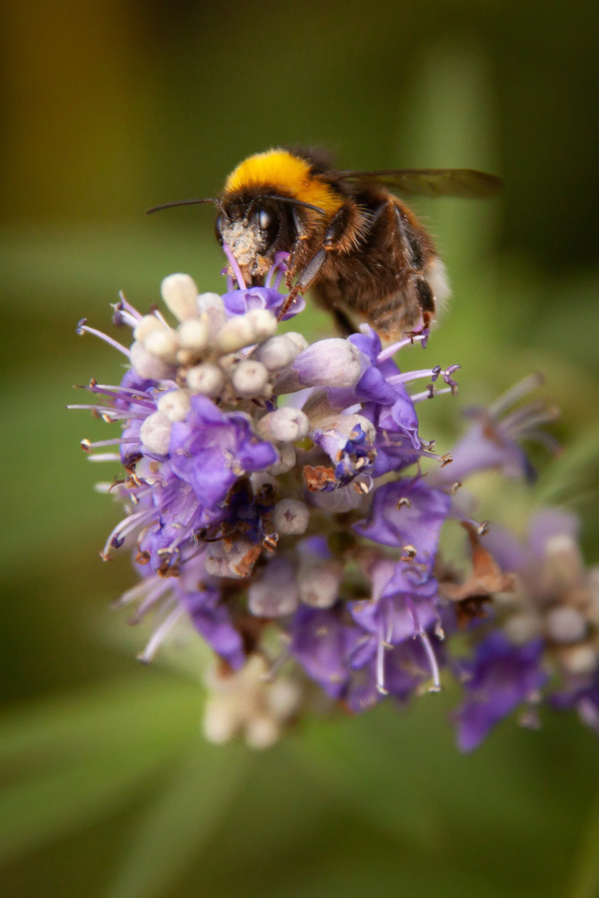 A Buff-tailed Bumble Bee (Bombus terrestris) in Rubí, Spain.