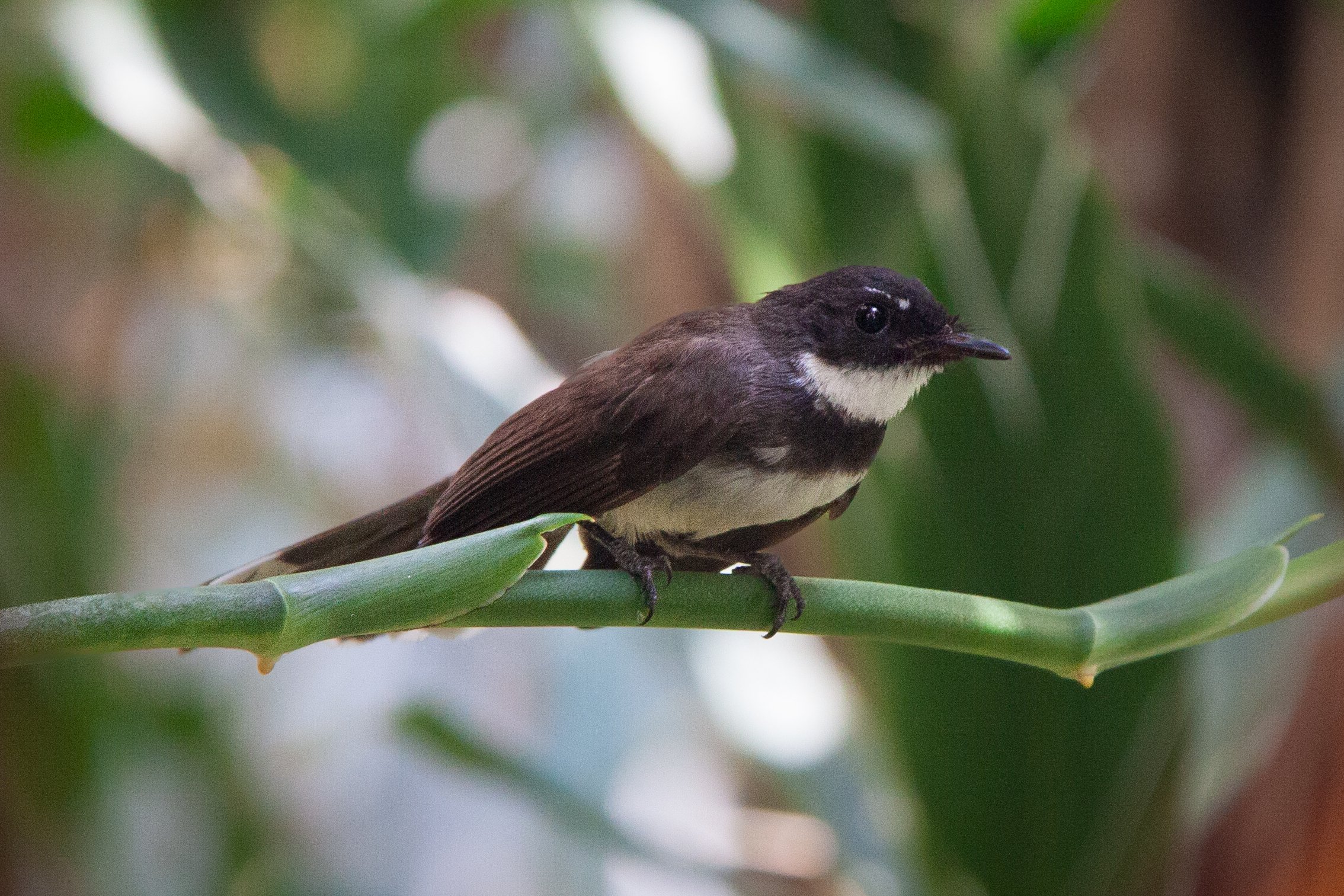 A Malaysian Pied Fantail (Rhipidura javanica) in Bangkok, Thailand.