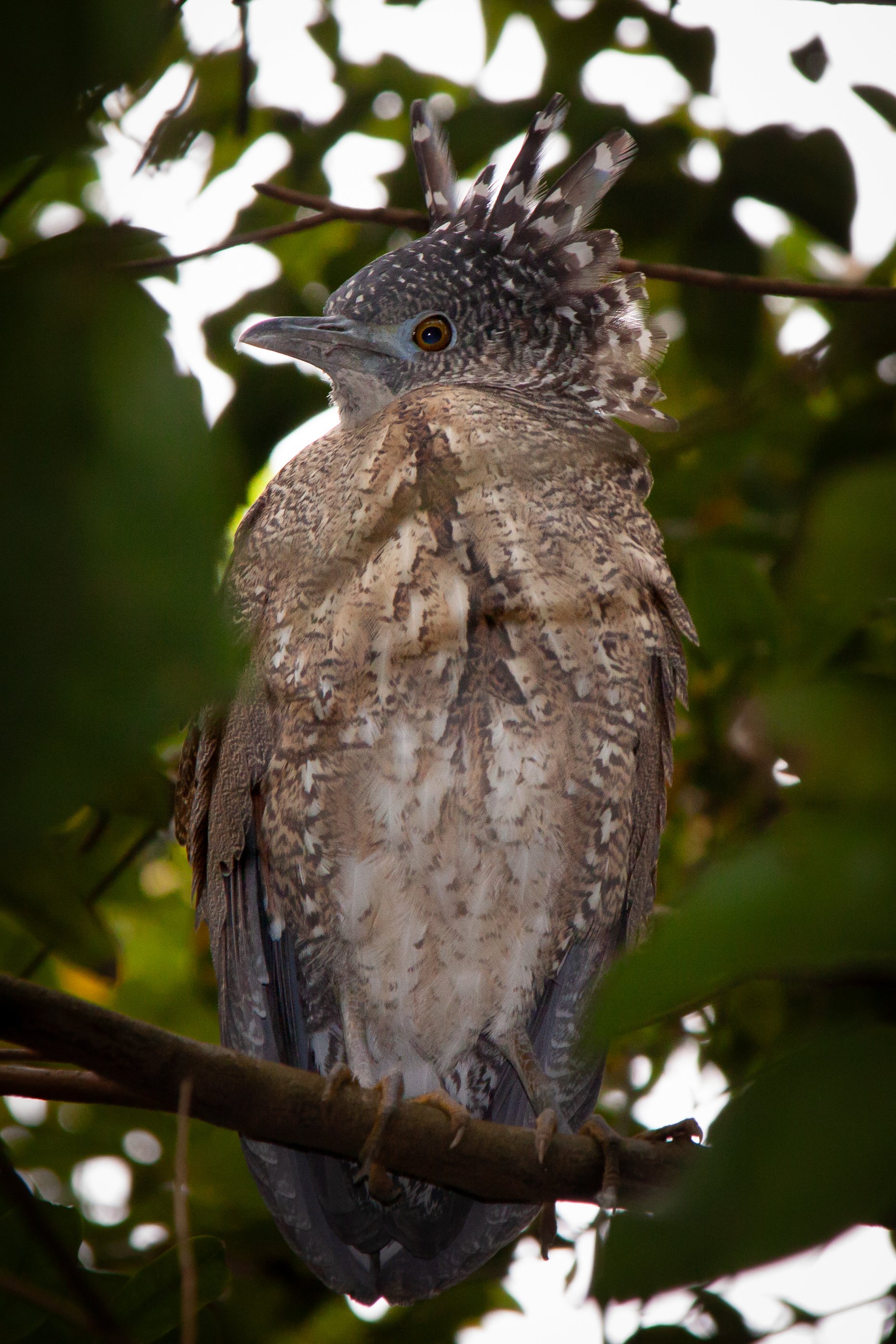 A Malayan Night Heron (Gorsachius melanolophus) ♀️ in Nangang Park, Taipei.