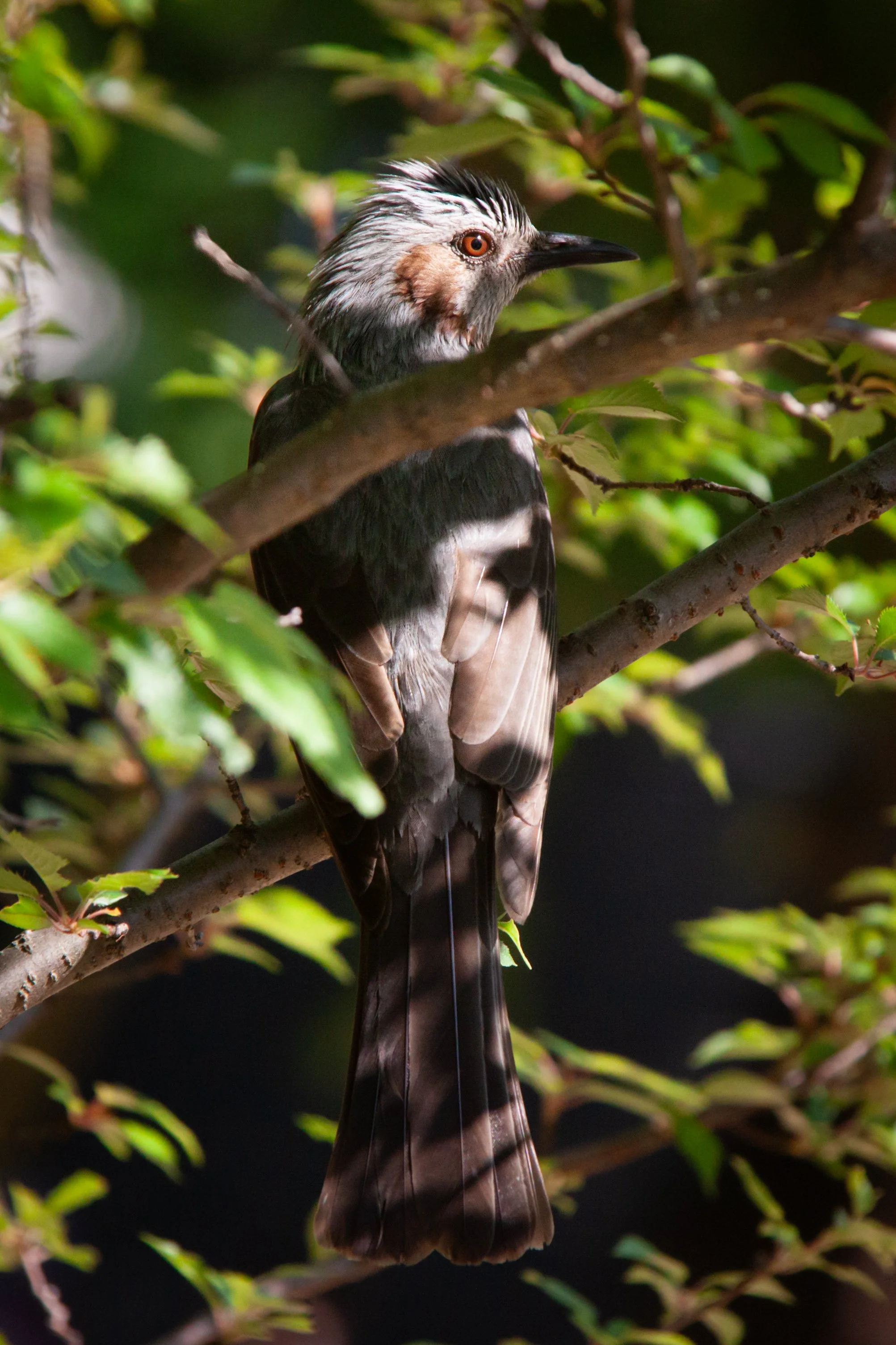 A Brown-eared Bulbul (Hypsipetes amaurotis) in Ueno Park, Tokyo.
