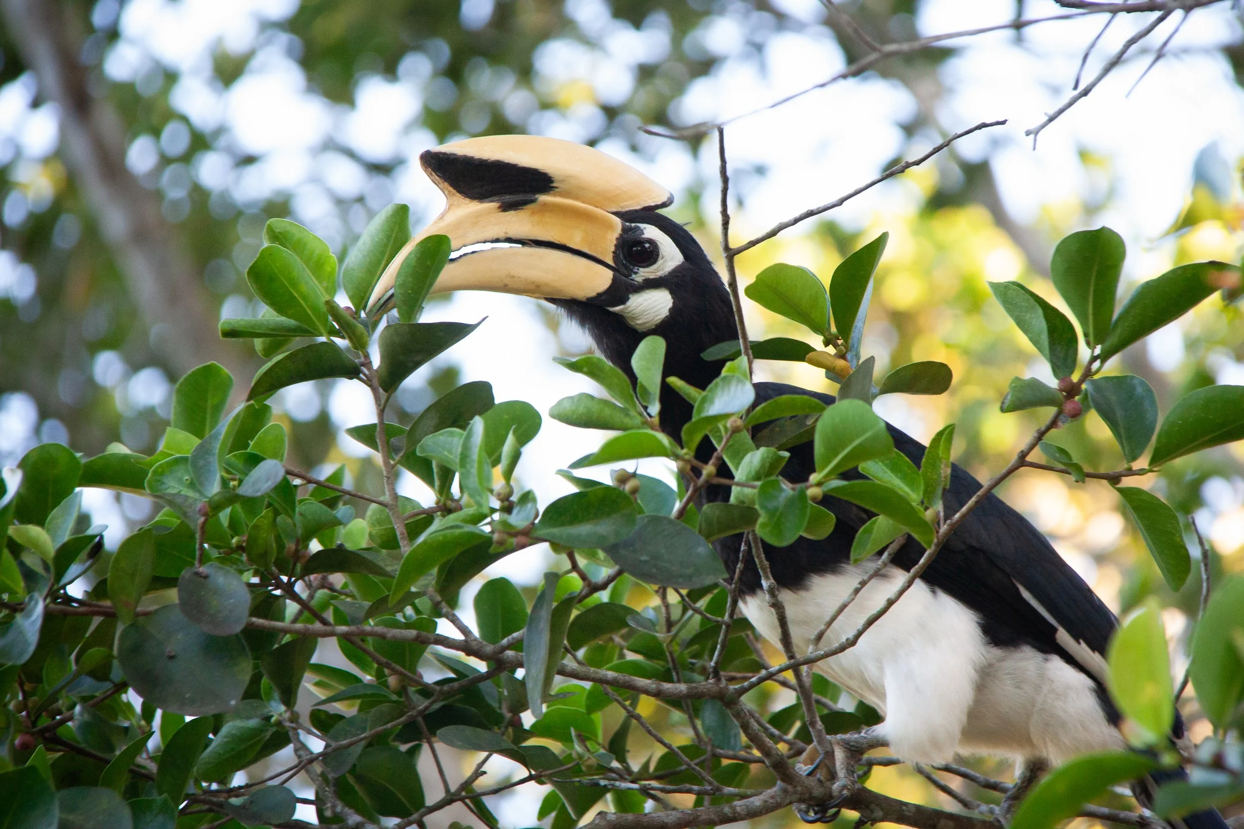 An Oriental Pied Hornbill (Anthracoceros albirostris) in Khao Yai National Park, Thailand .