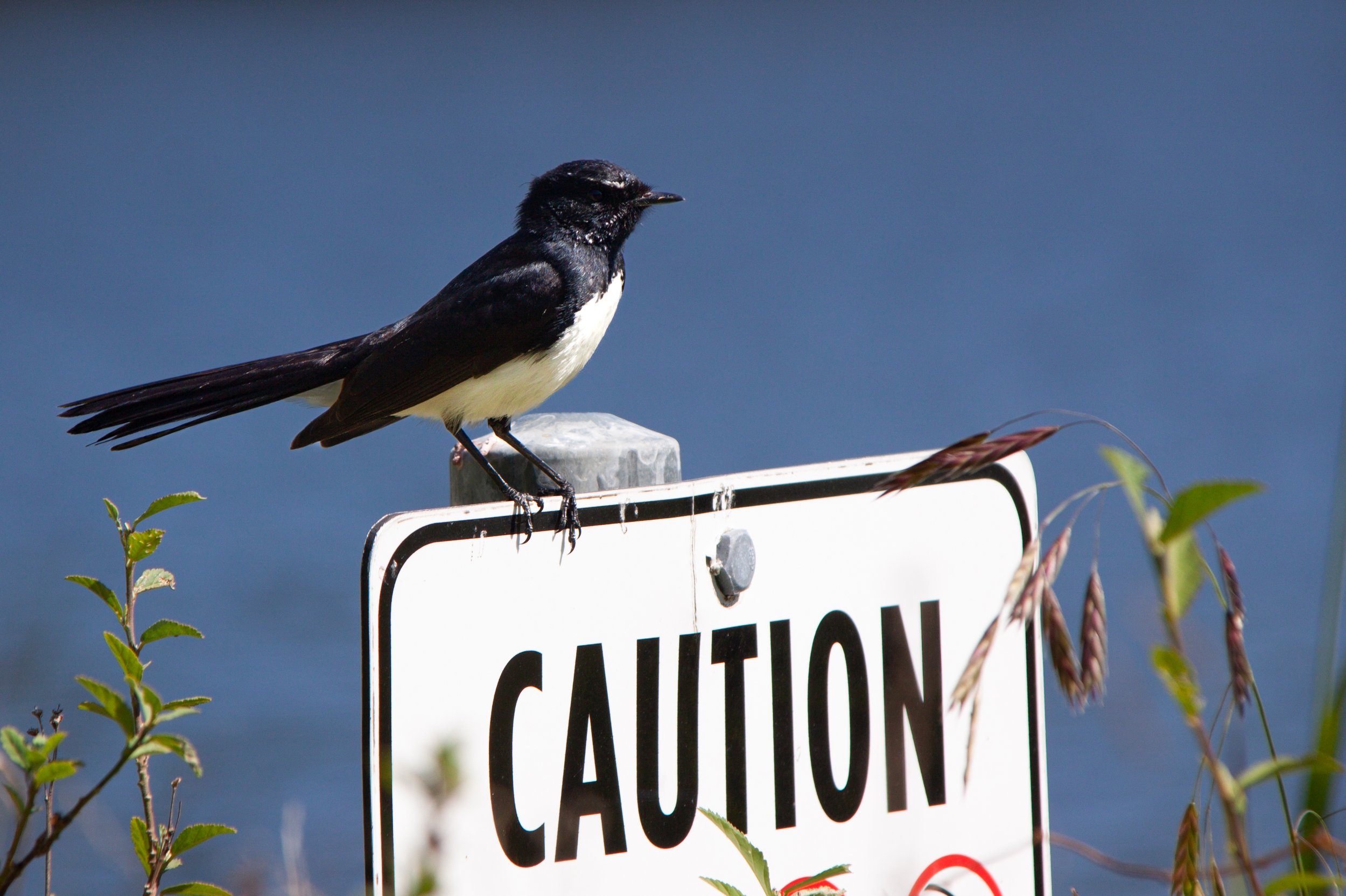 A Willie-wagtail (Rhipidura leucophrys) — atop appropriate signage (it's a very antagonistic bird).