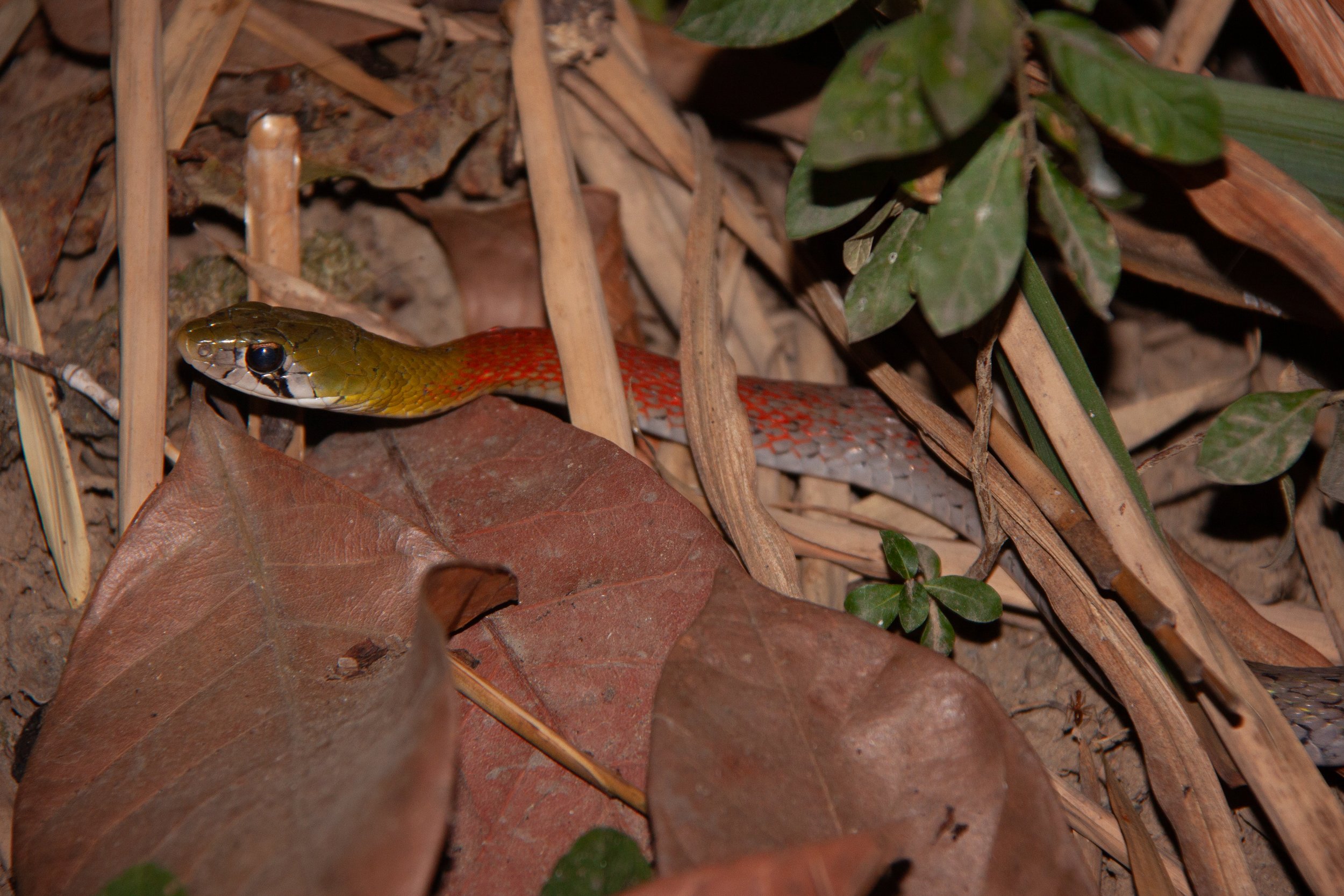 A Siamese Red-necked Keelback (Rhabdophis siamensis) in Cát Tiên National Park, Vietnam.