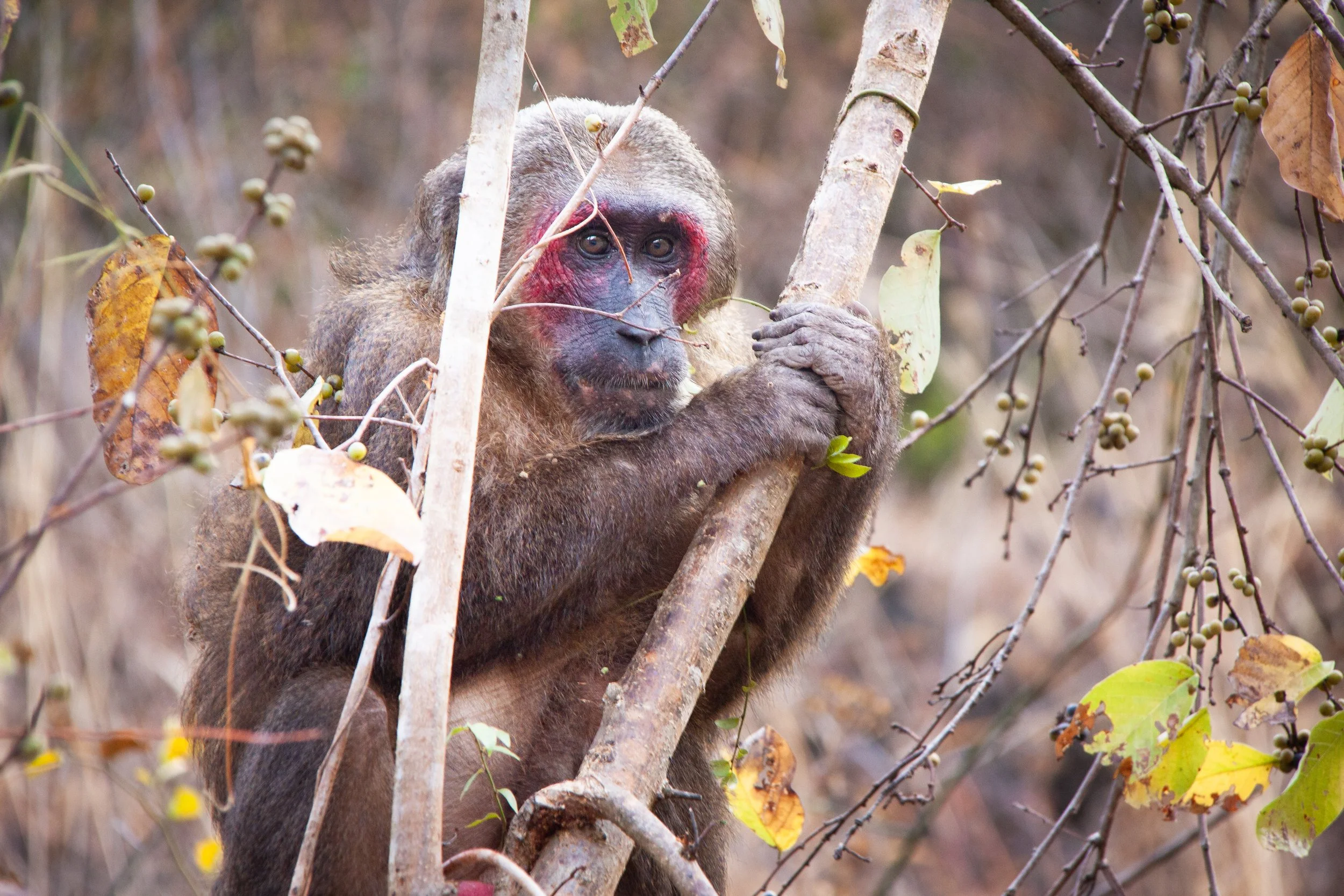 A Stump-tailed Macaque (Macaca arctoides) in Kaeng Krachan National Park, Thailand. 
