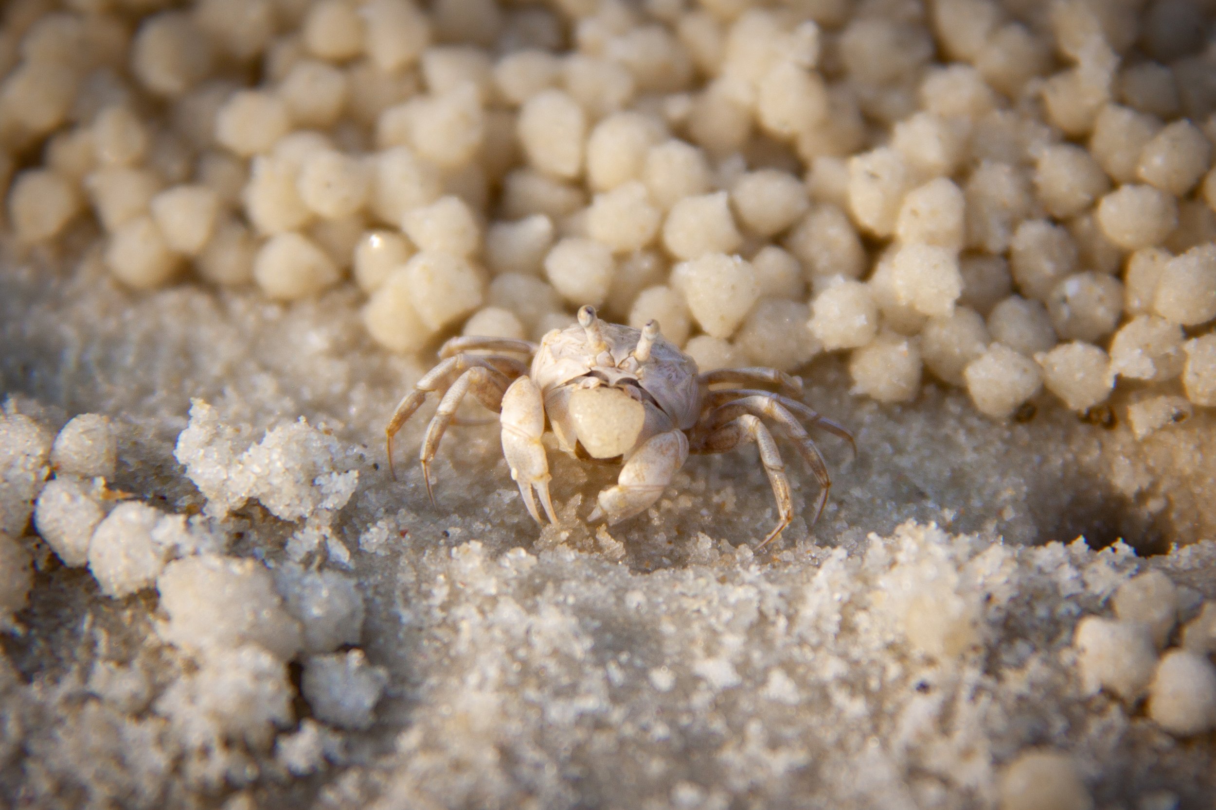 A Sand-bubbler Crab (Dotilla wichmanni) in Koh Samet, Thailand.