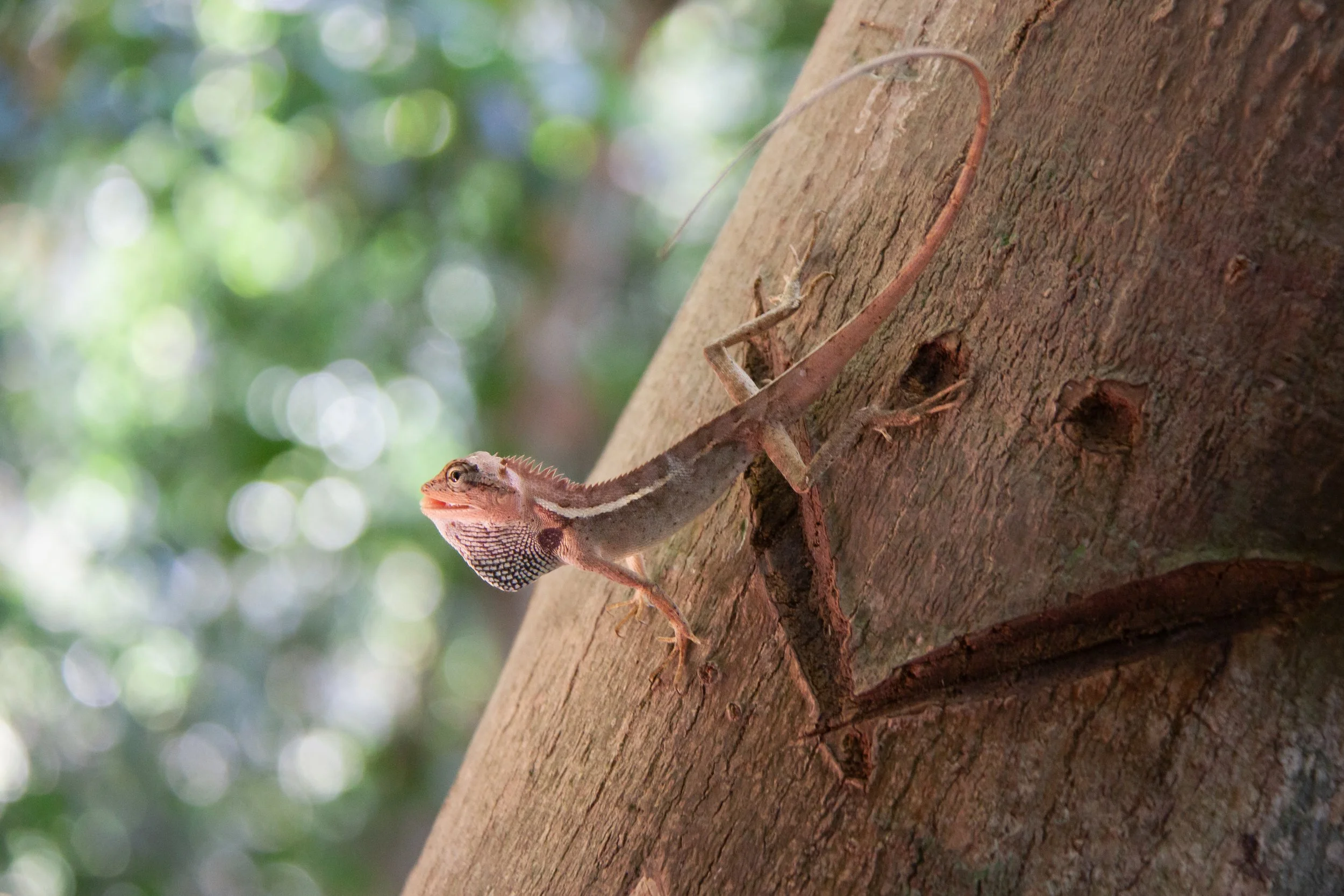 A Forest Garden Lizard (Calotes emma) in Khao Yai National Park, Thailand.