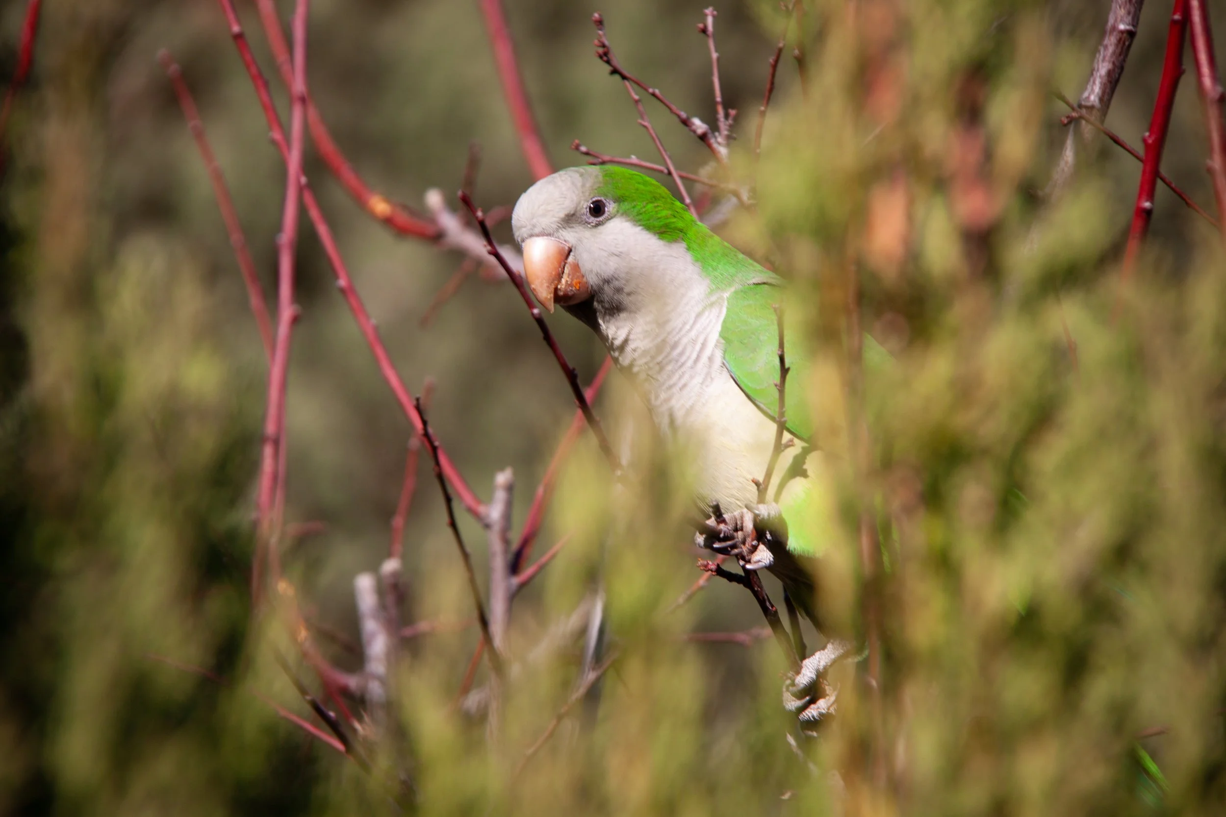 Monk Parakeets (Myiopsitta monachus) in Barcelona, Spain.