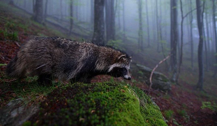 Raccoon Dog — Curious Species