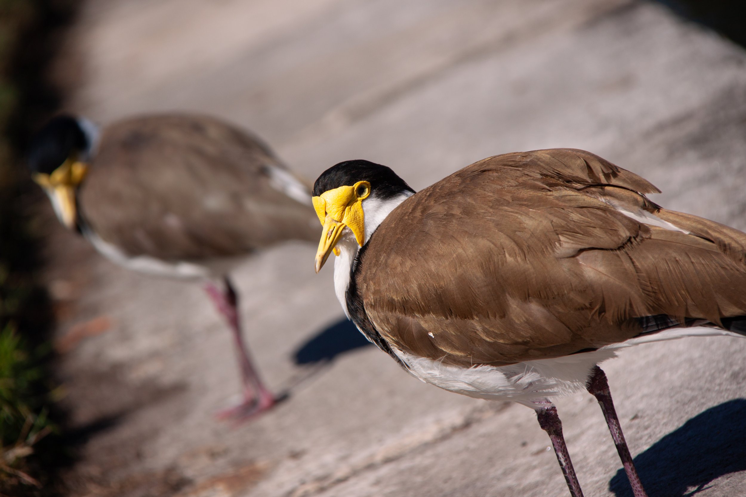 A Masked Lapwing (Vanellus miles) — it has a sharp yellow spur concealed in each wing.